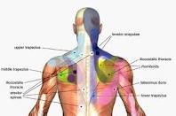 Back Muscle Diagram.jpg
