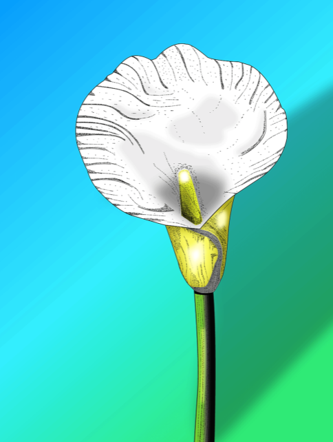 Calla Lily (Ai)