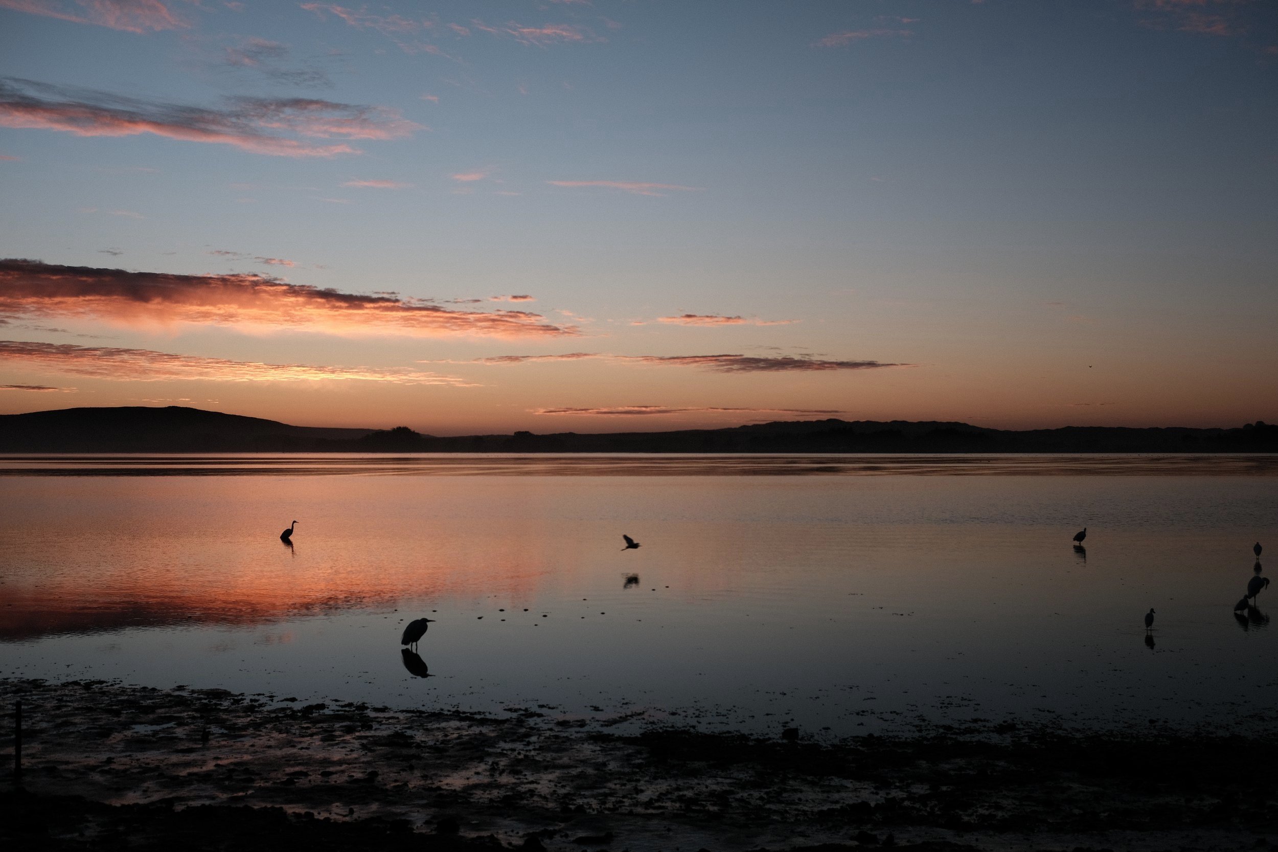 Beach Cottage Chronicles | Bodega Bay, CA