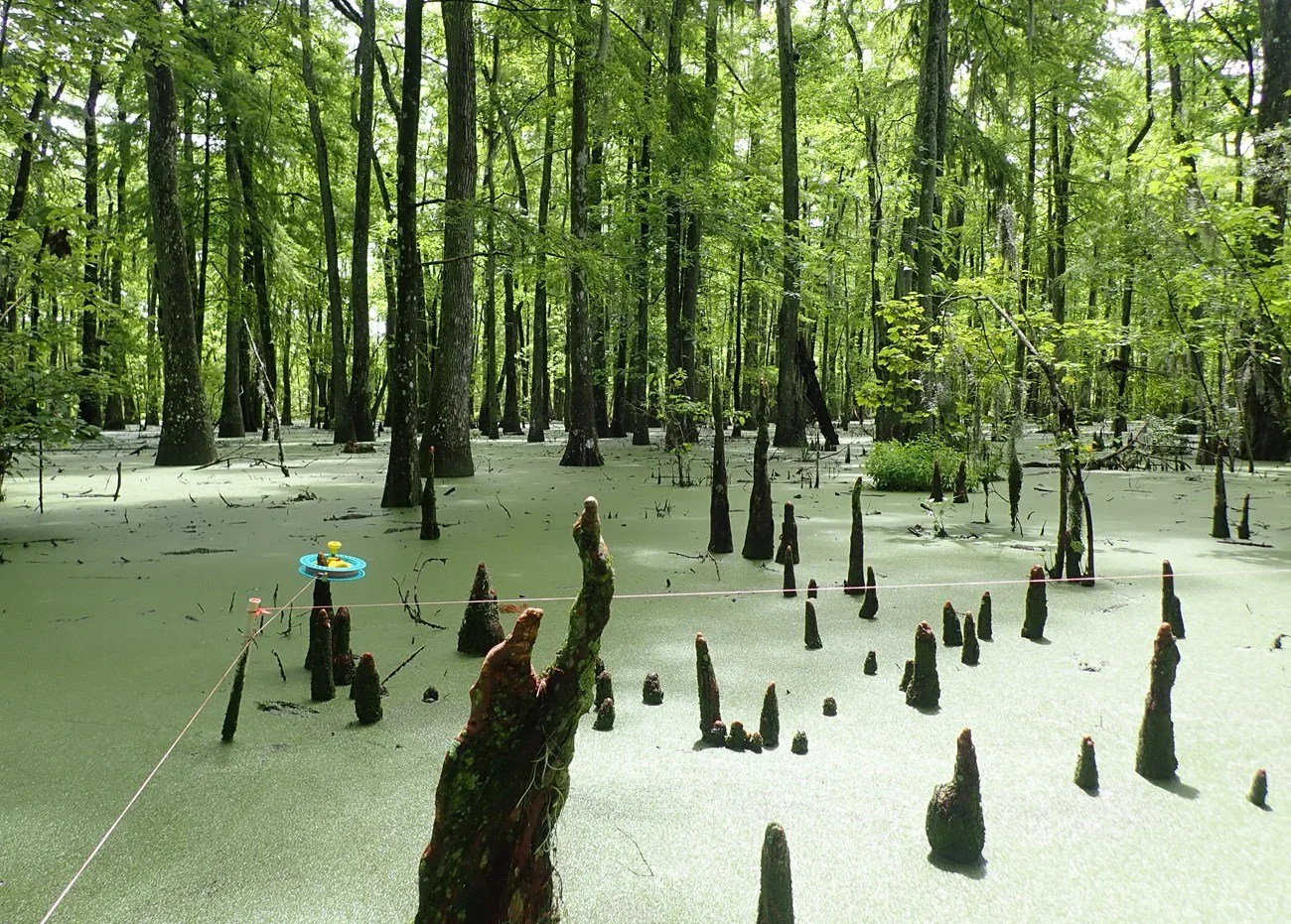 Barataria Research Station
