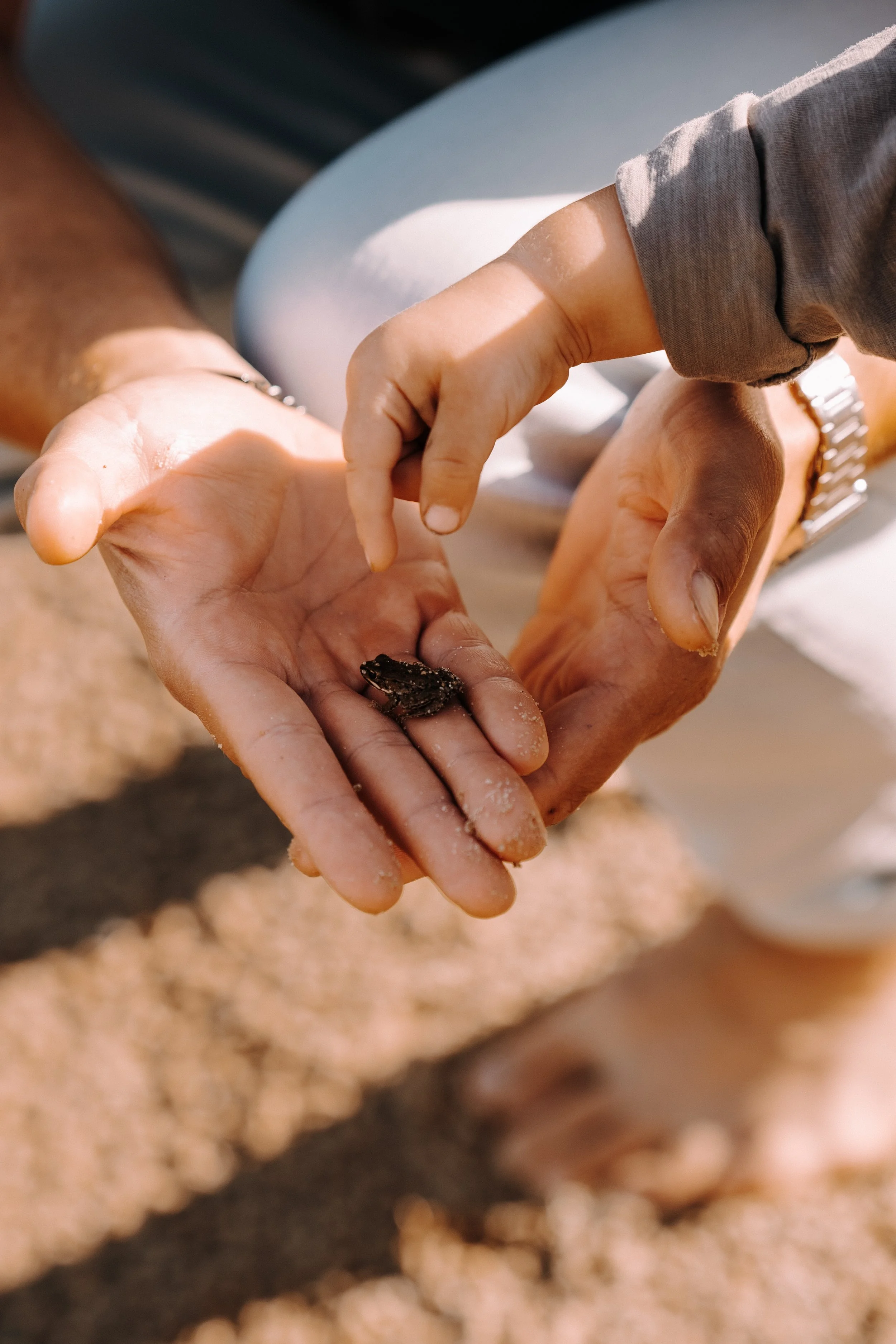 Menschen halten eine kleine Krabbe in den Händen und bewundern sie, mit einem Sandhaufen im Hintergrund.