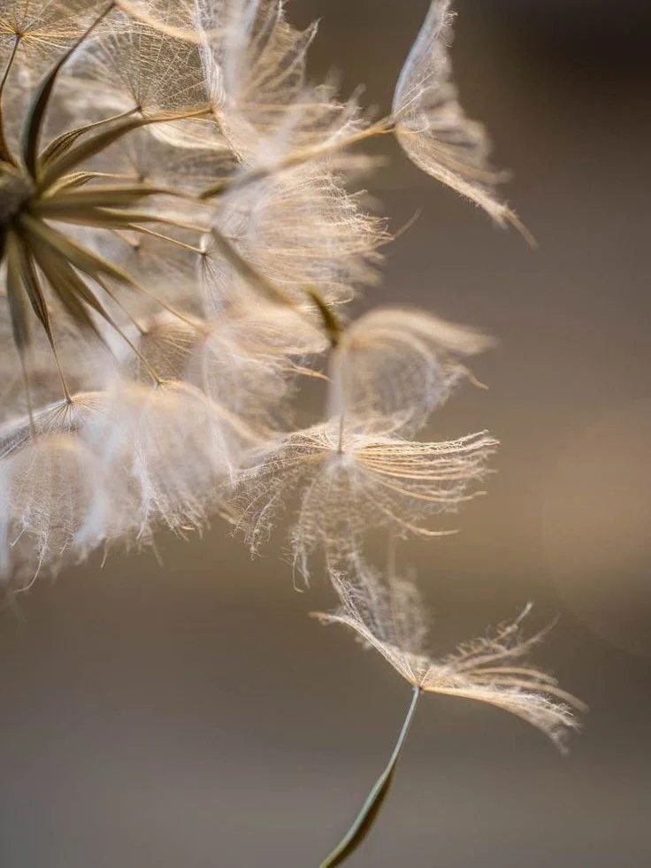 Buon Equinozio 🌟
Buona stagione dell&rsquo;Ariete 🌱
Buon Nuovo Anno Astrologico ✨

Riferendosi all&rsquo;Equinozio di Primavera,  Yogi Bhajan ha detto: &ldquo;Oggi gli uomini si risvegliano!&rdquo;.
Ha inizio un periodo di rinnovamento, con nuove e