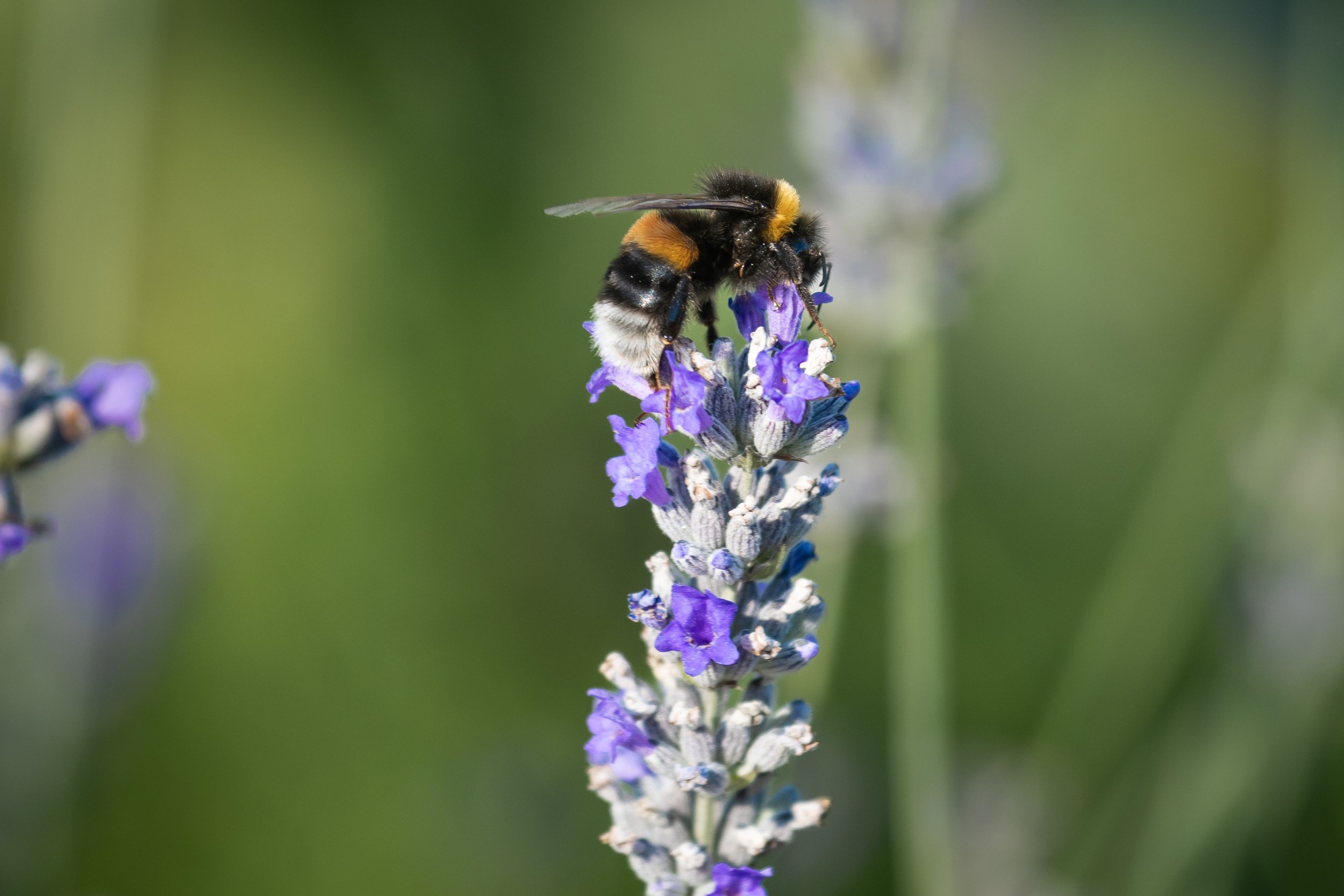 Einklang Sommer Retreat