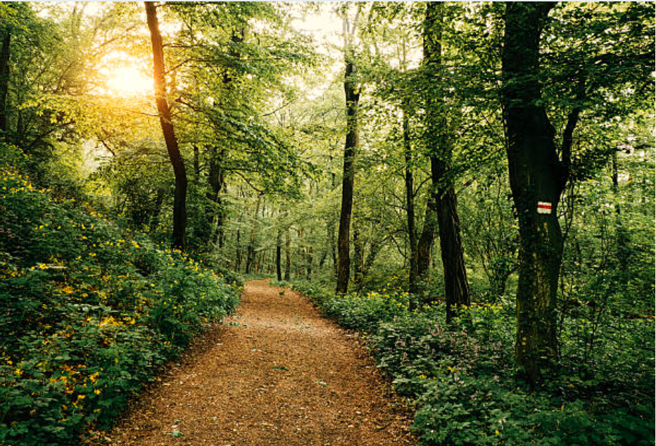 When the Way Isn’t Clear in a Journey