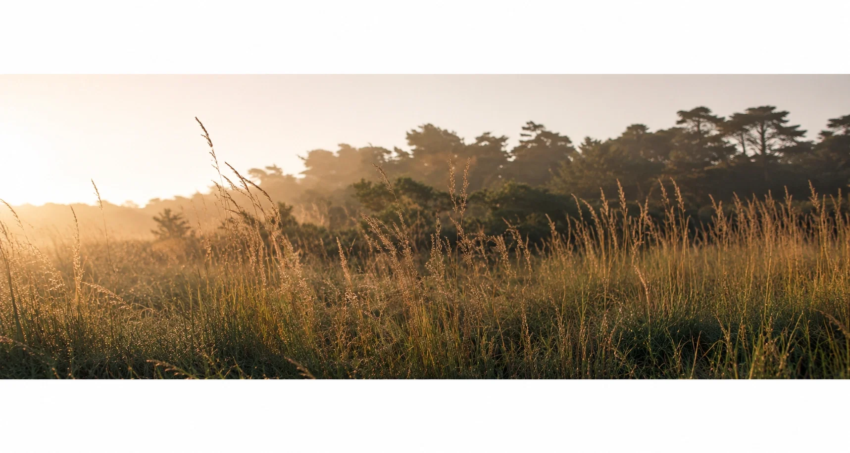 meadow golden lit with forest background
