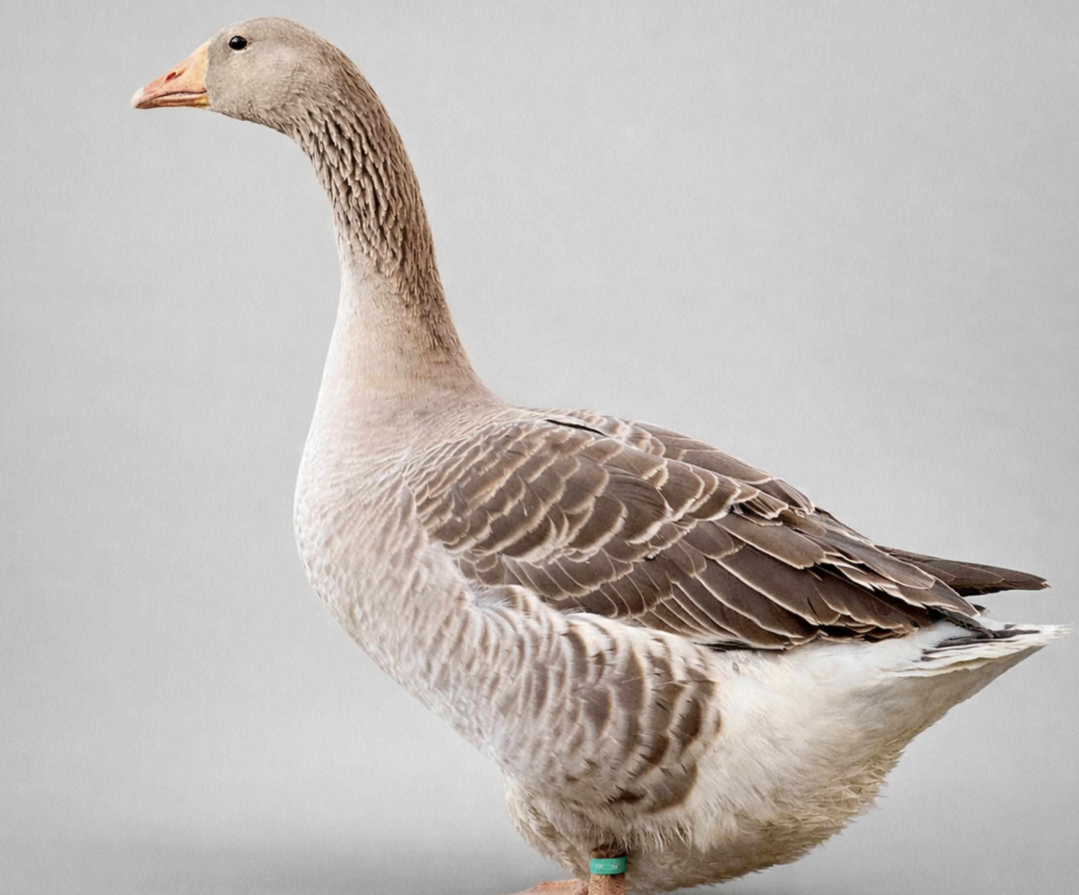 Les oies de Toulouse : le choix du calme et du vivant cohérent