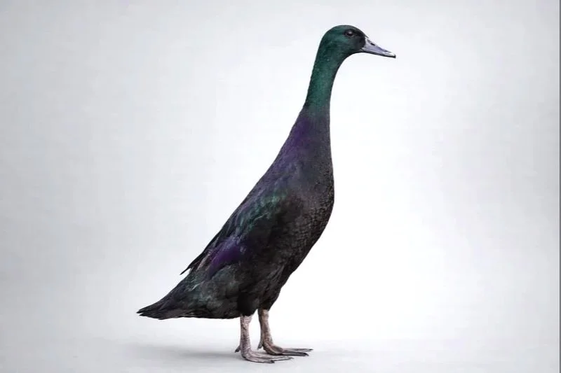 Le Canard Coureur indien, terreur des limaces et ami du potager