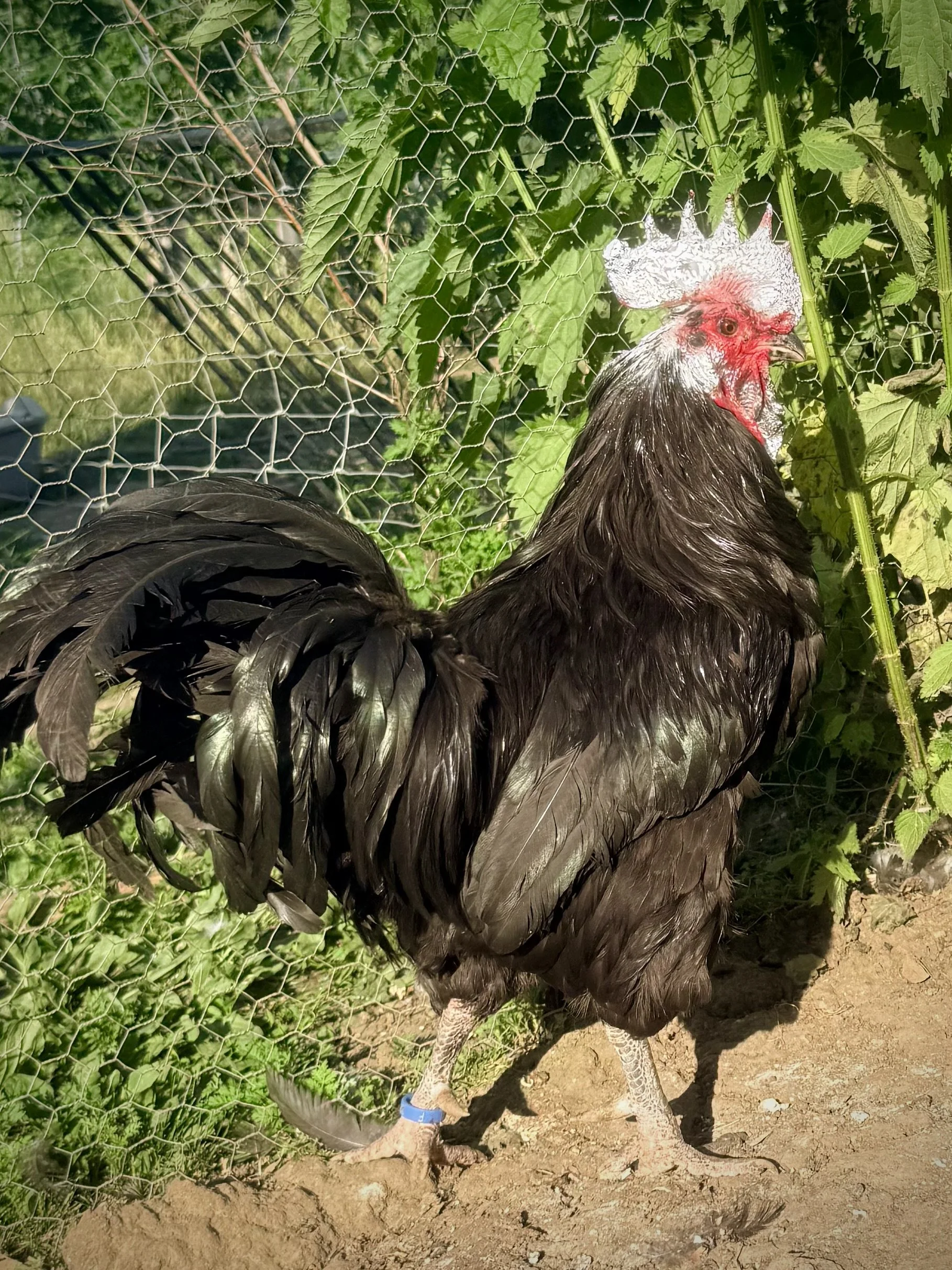 Le picage chez les poules : comprendre, prévenir, agir