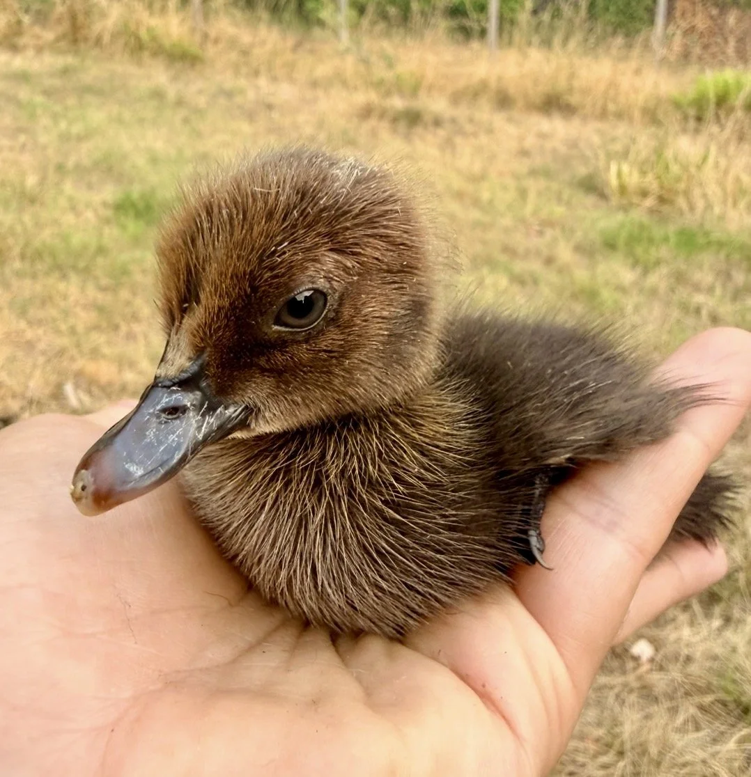 Génétique des couleurs du canard de Barbarie : noir, bleu, lavender, chocolat et atipico