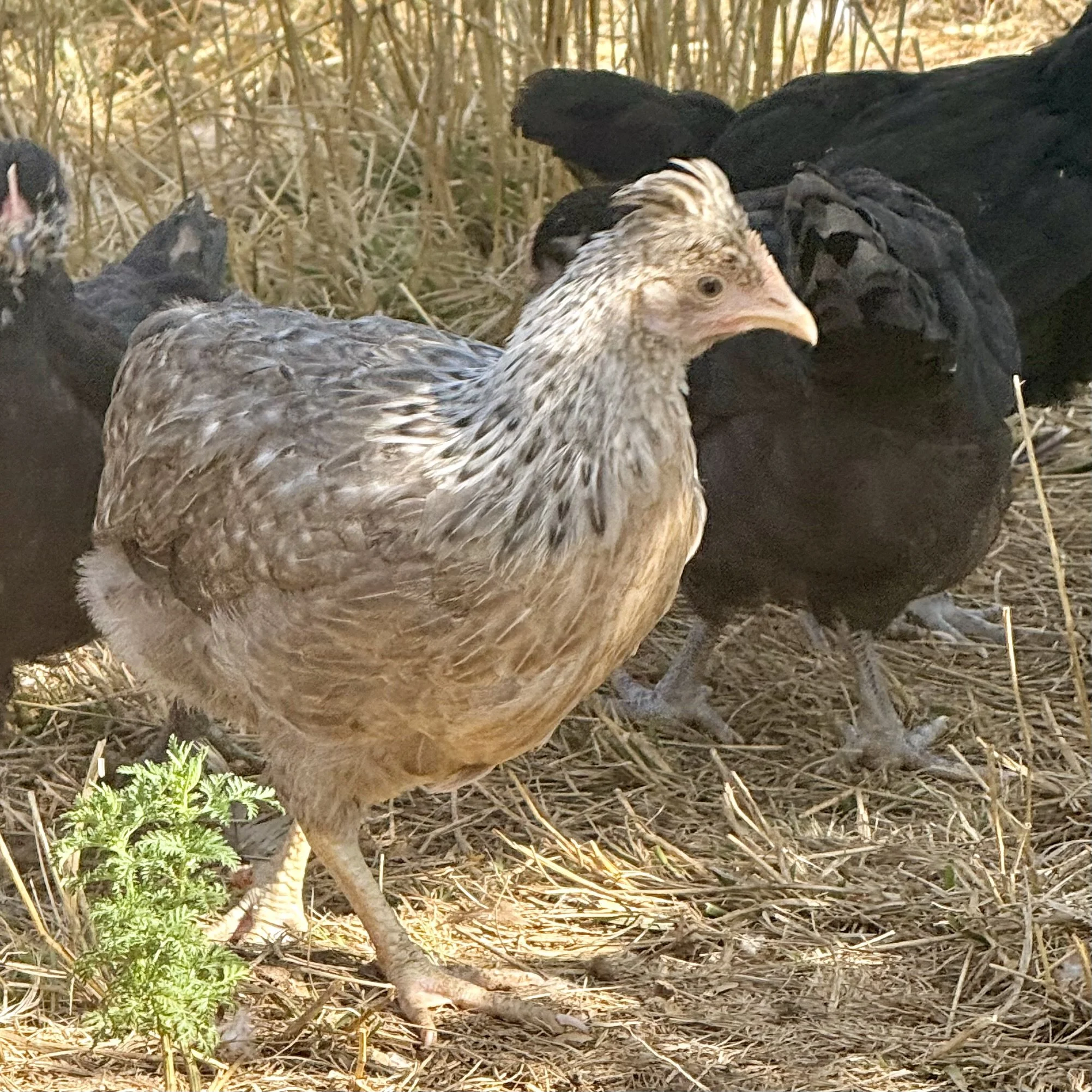 Nos Olive Egger &amp; Copper Egger : comprendre la génétique des œufs colorés