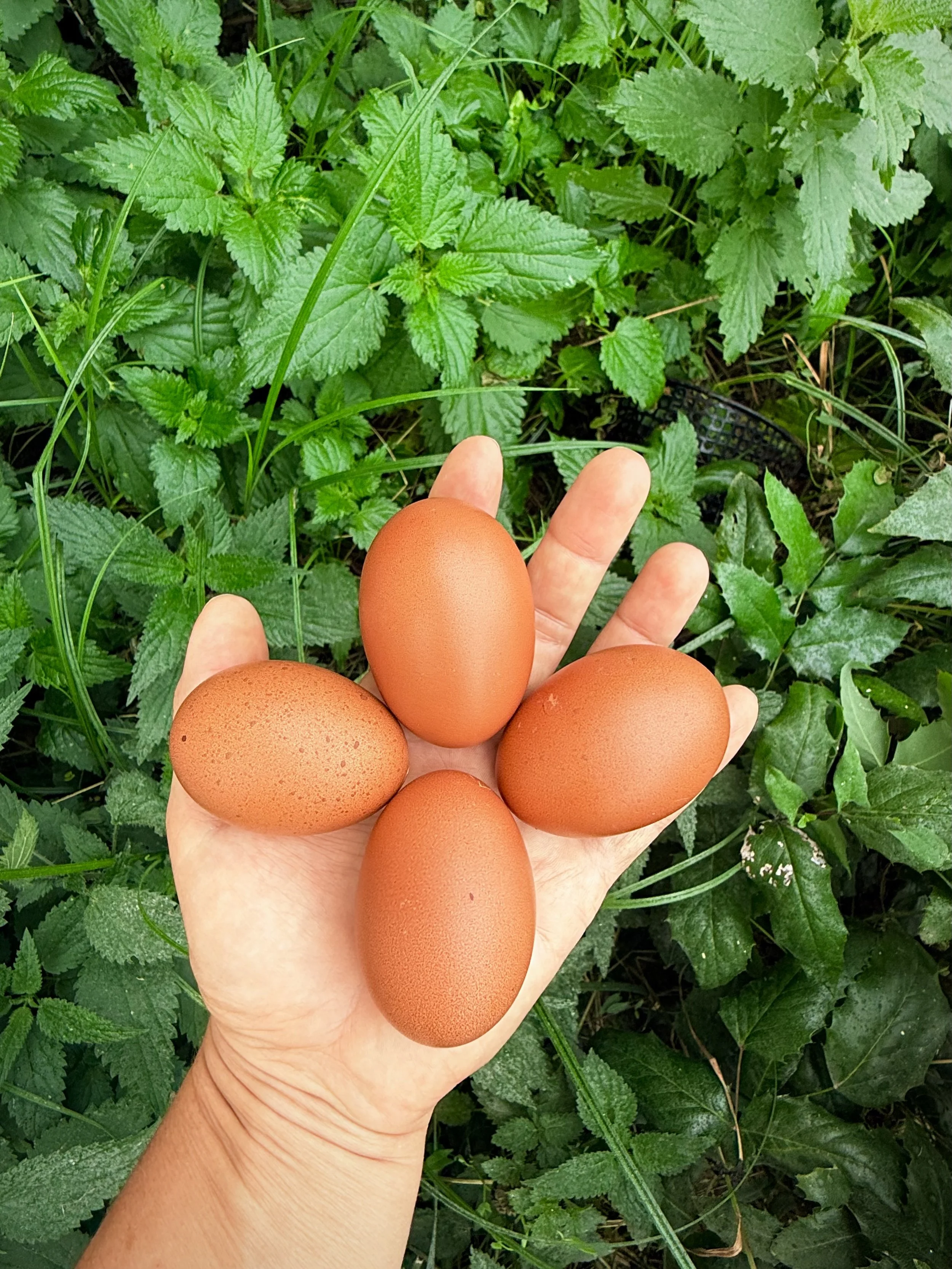 Nos œufs fécondés sont disponibles !