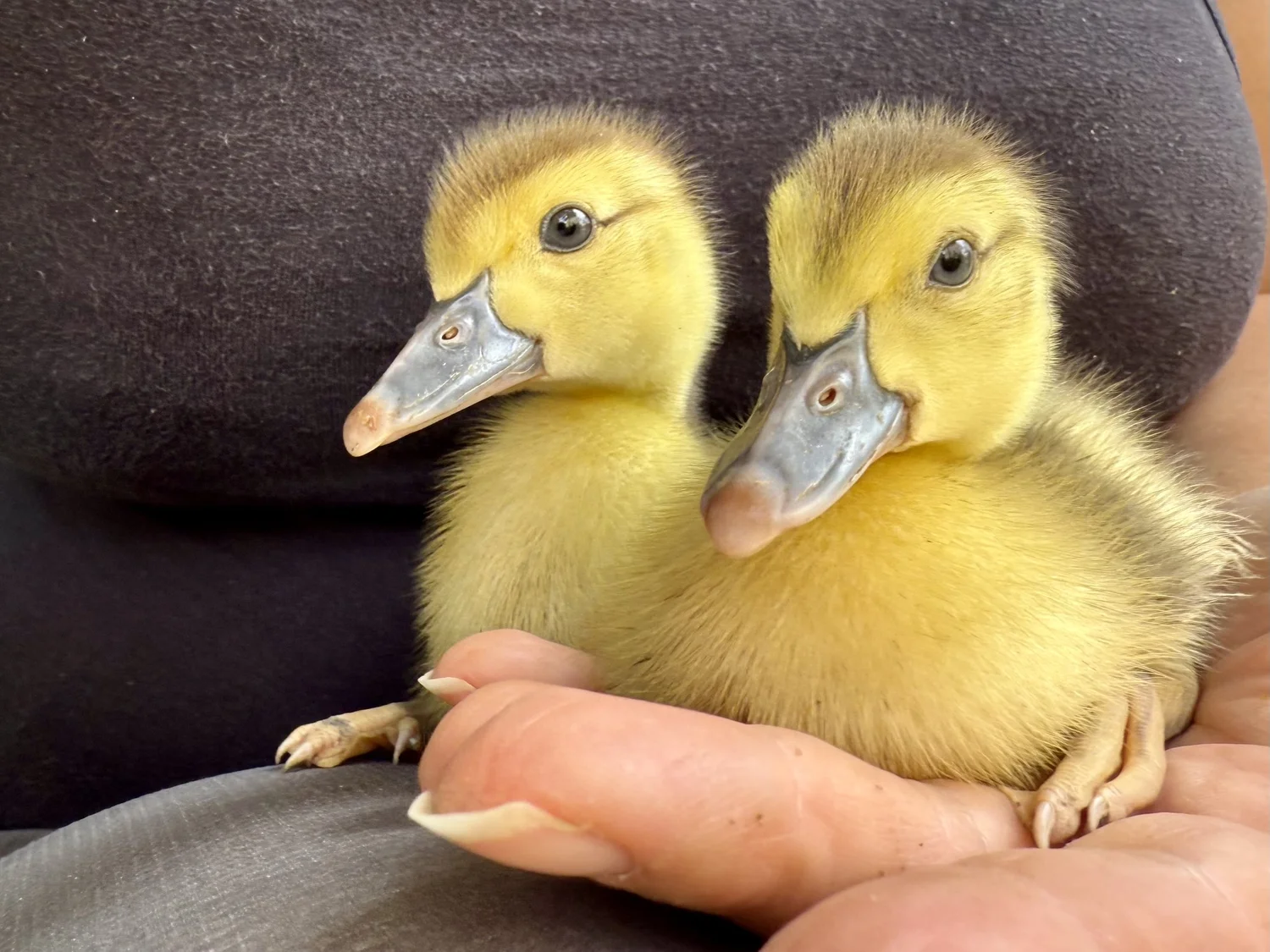 Vente De Canard Vivant Barbarie