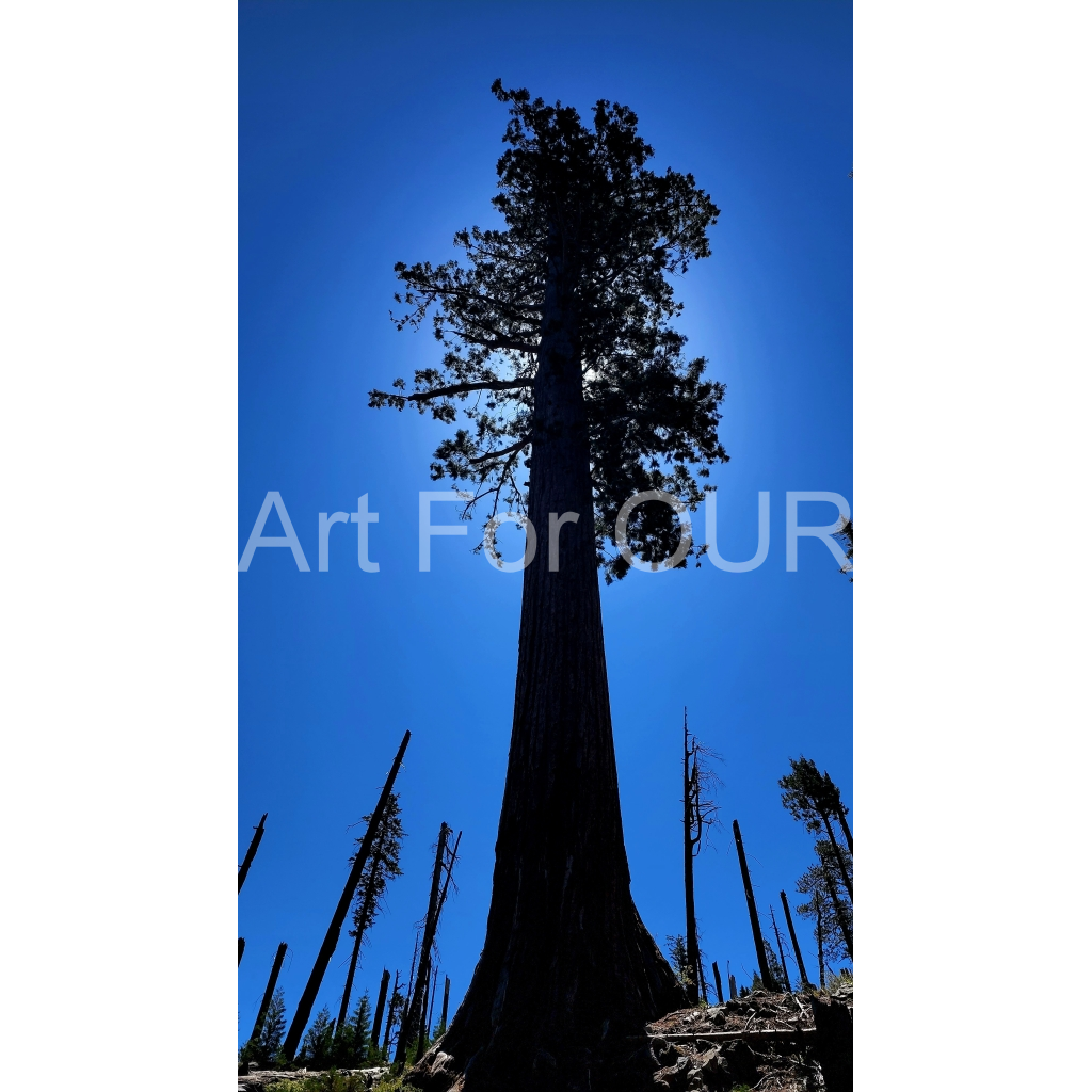 image_original_03bbe9fca1bee9335da4f929d051fe16.png