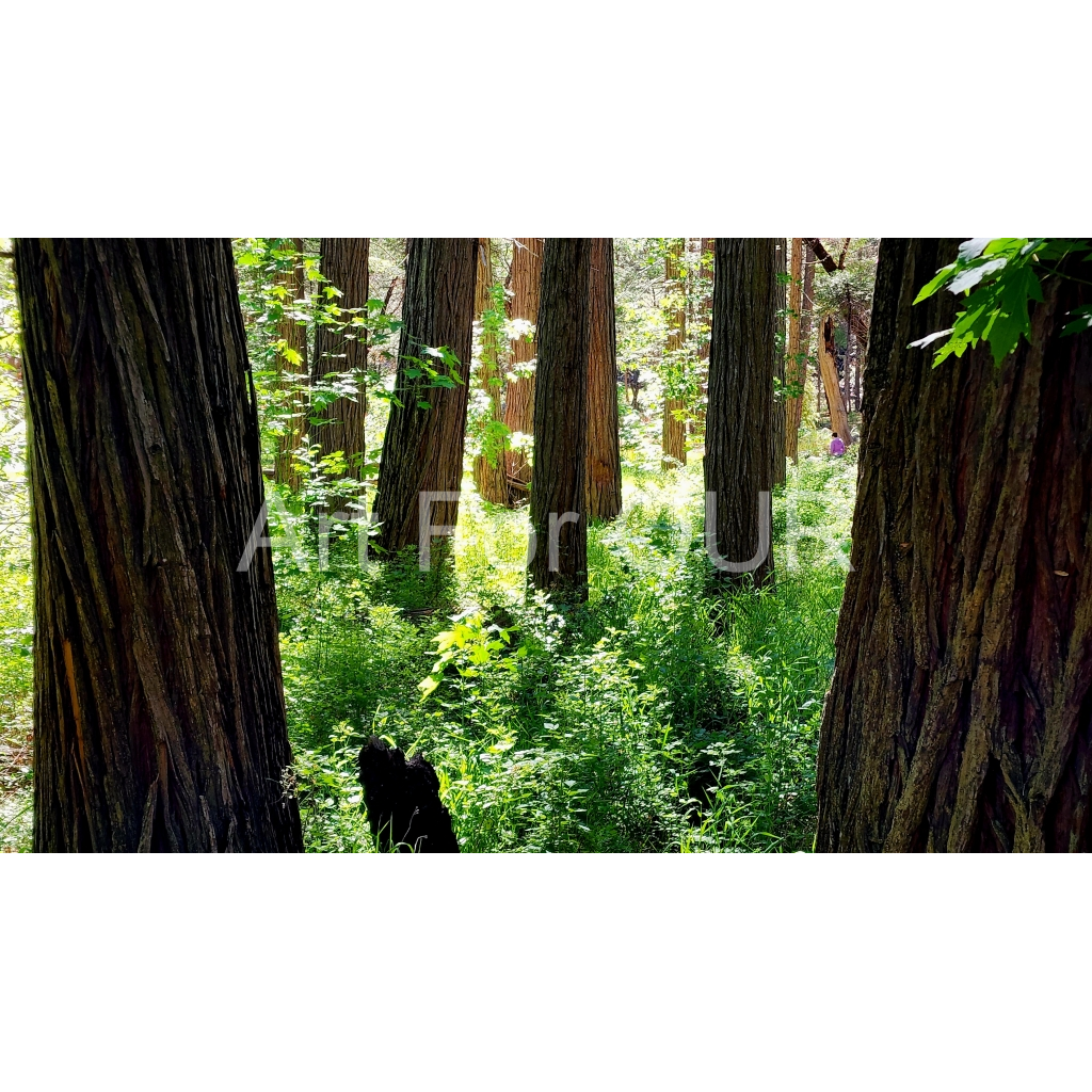 image_original_03bbe9fca1bee9335da4f929d051fe16.png