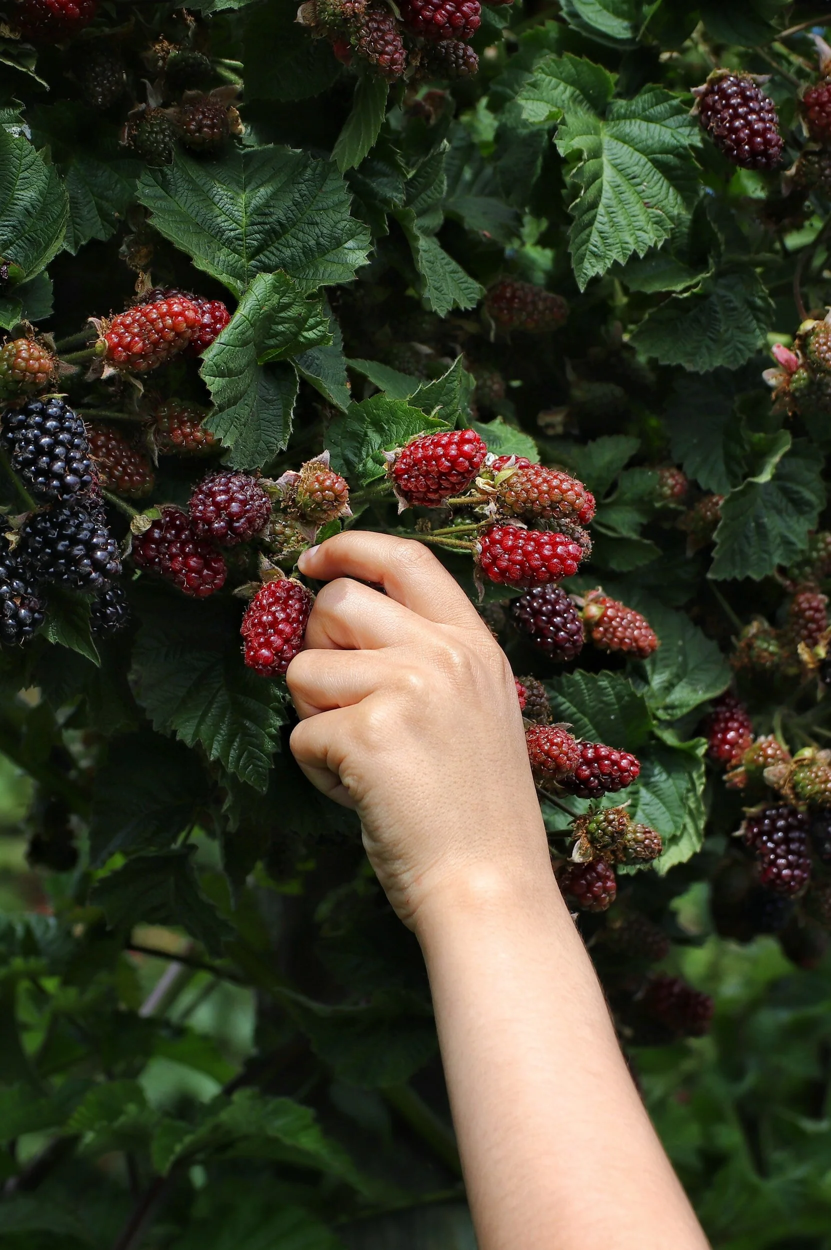 Picking wild brambles/black berries