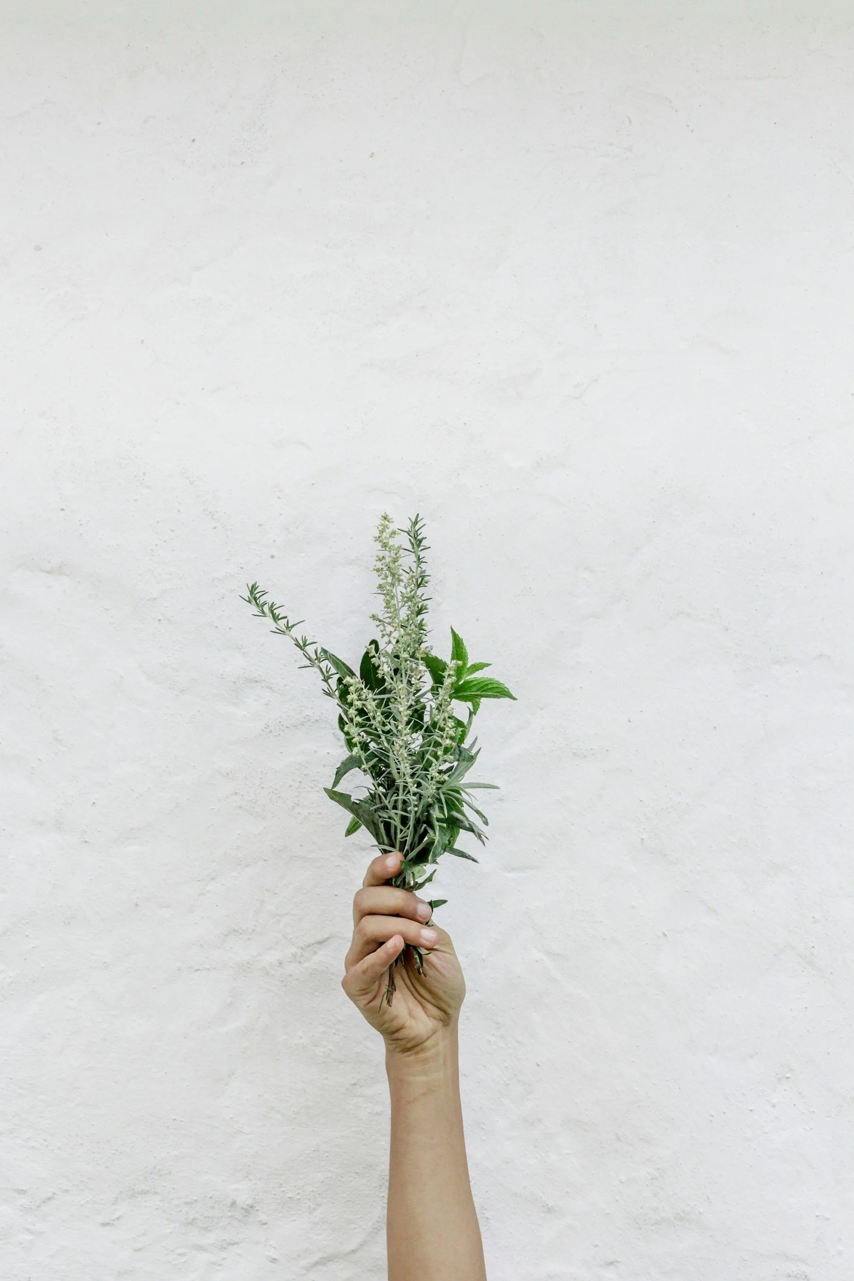 Person's hand holding a bunch of fresh herbs against a plain white background.