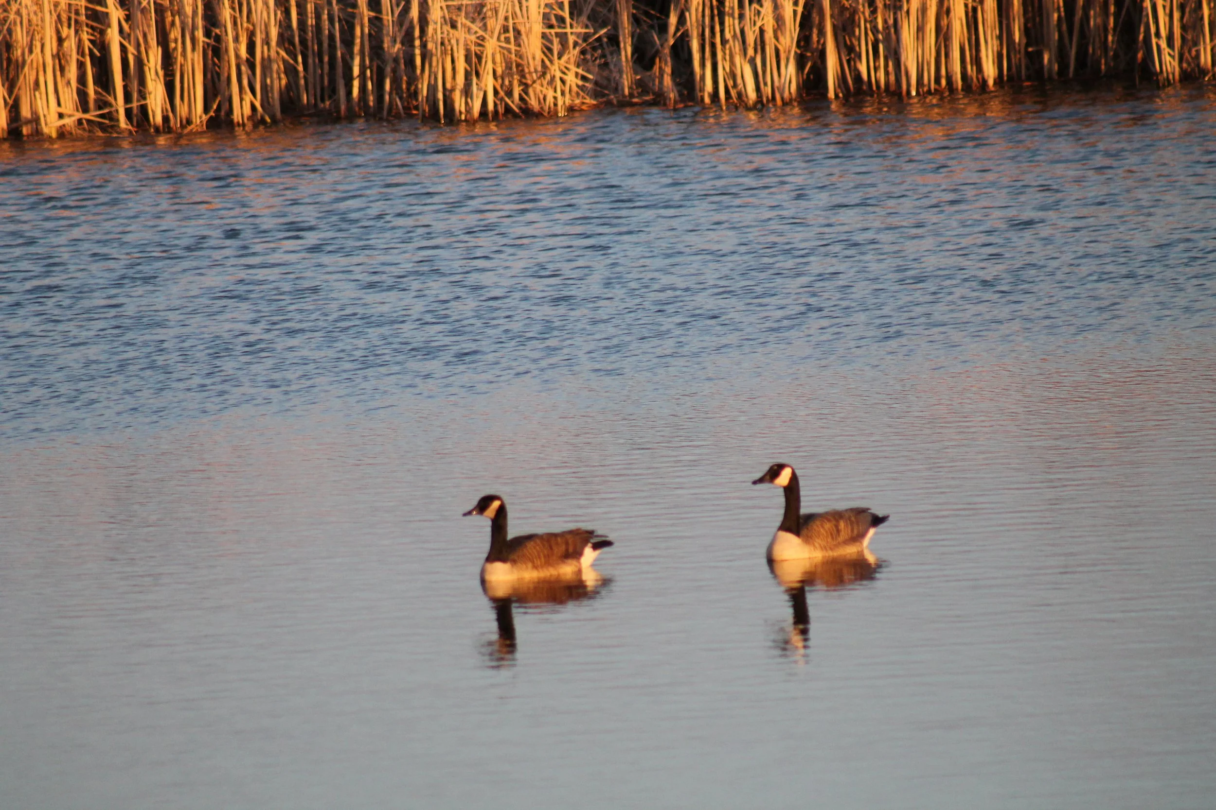 Ducks on a pond, duck hunt in the Midwest.