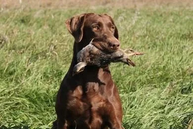 Chocolate Pointing Lab with kill
