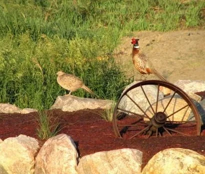 Pheasant near a field in the Midwest.