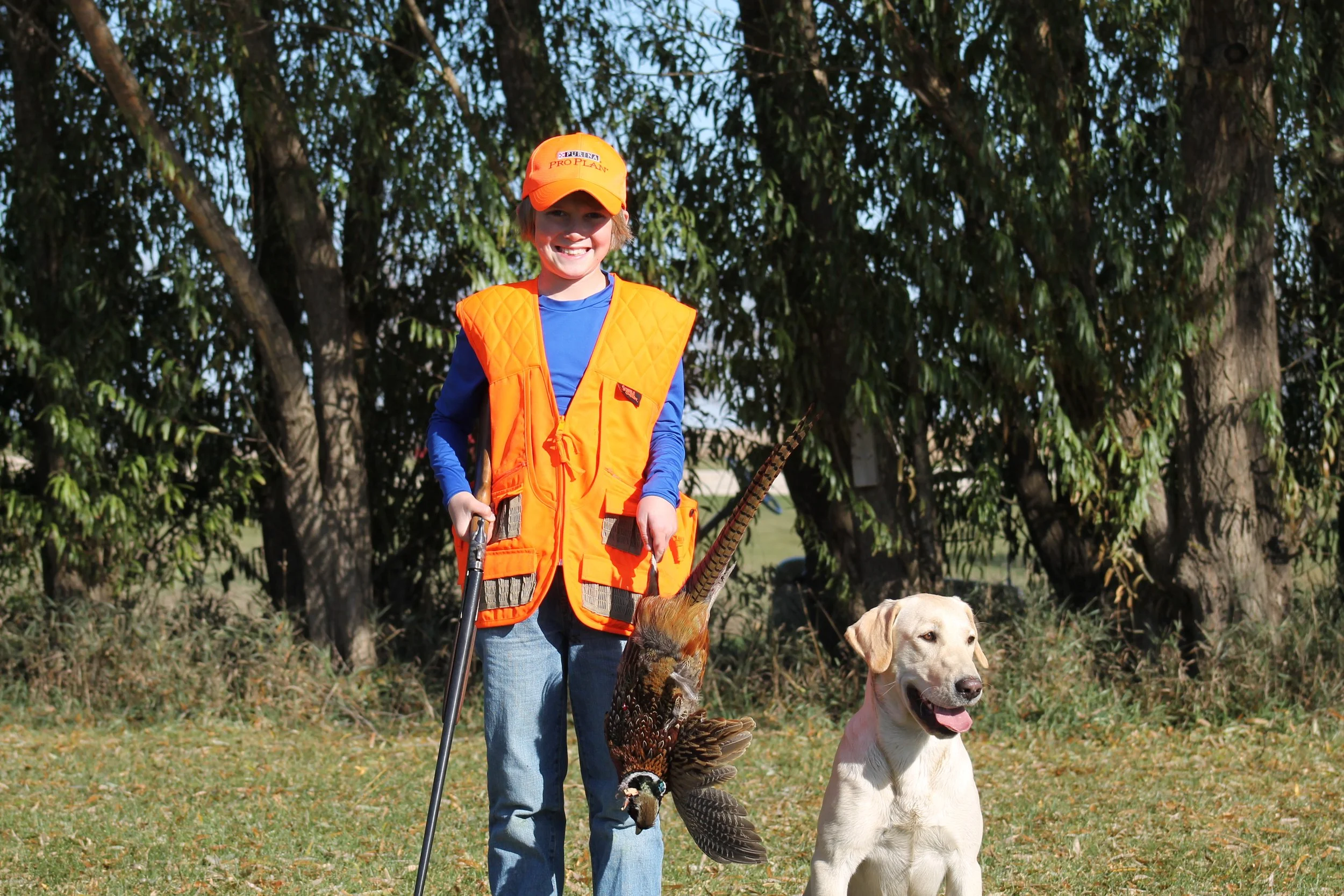 Boy pheasant hunting with Yellow Pointing Lab.