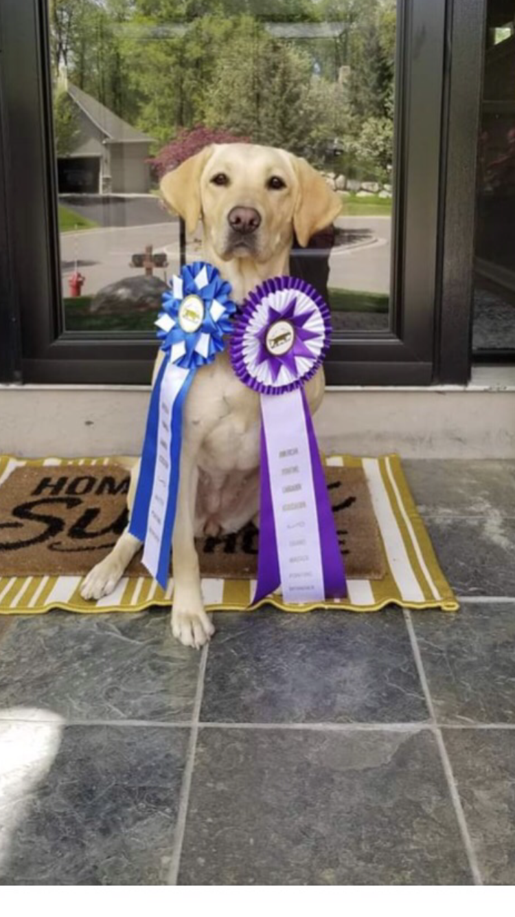Yellow Pointing Lab and ribbons, awards, certifications.