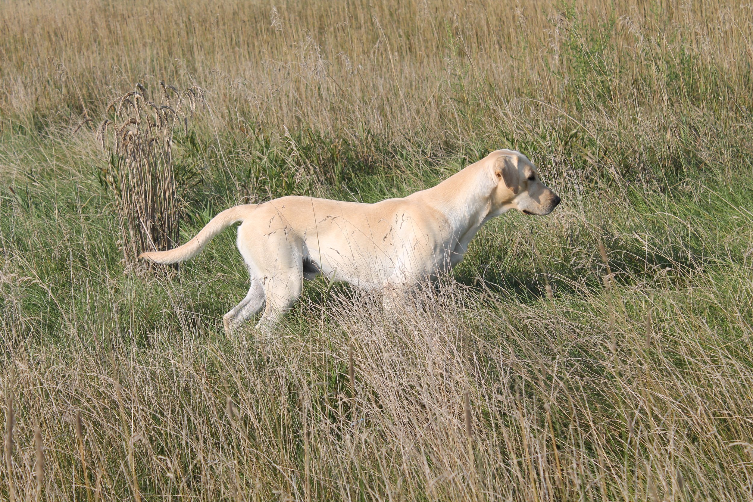 American Pointing Lab