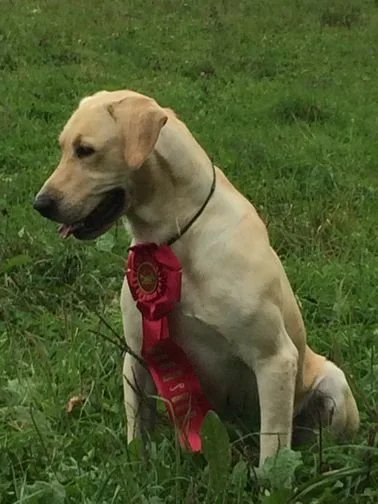 Yellow Pointing Labs with ribbon and awards.