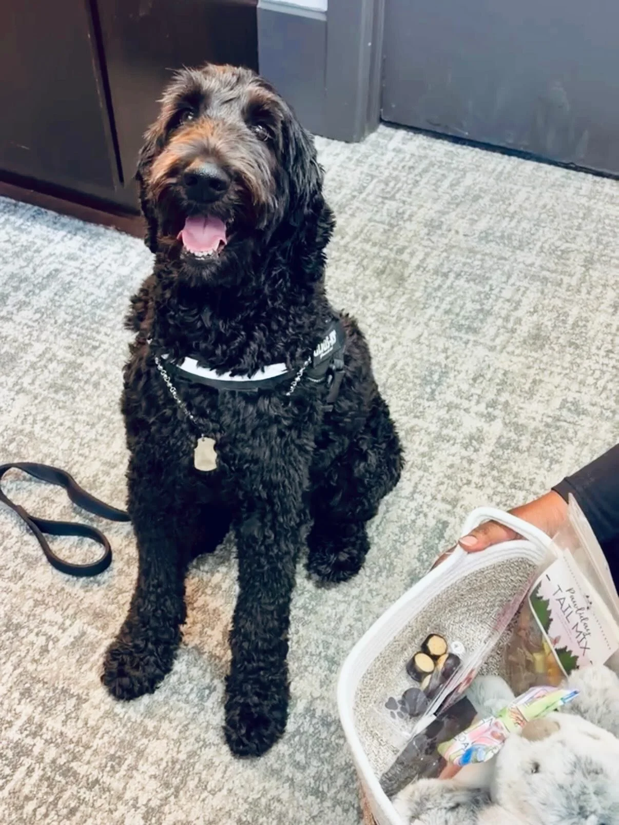 Congrats on the big WIN 🏆 S I M B A 🏆
 February 2026 Pet of the Month 

We know you are going to love your treats from @thecakehound ! Thanks for being a great part of The Normandy Community 🐾