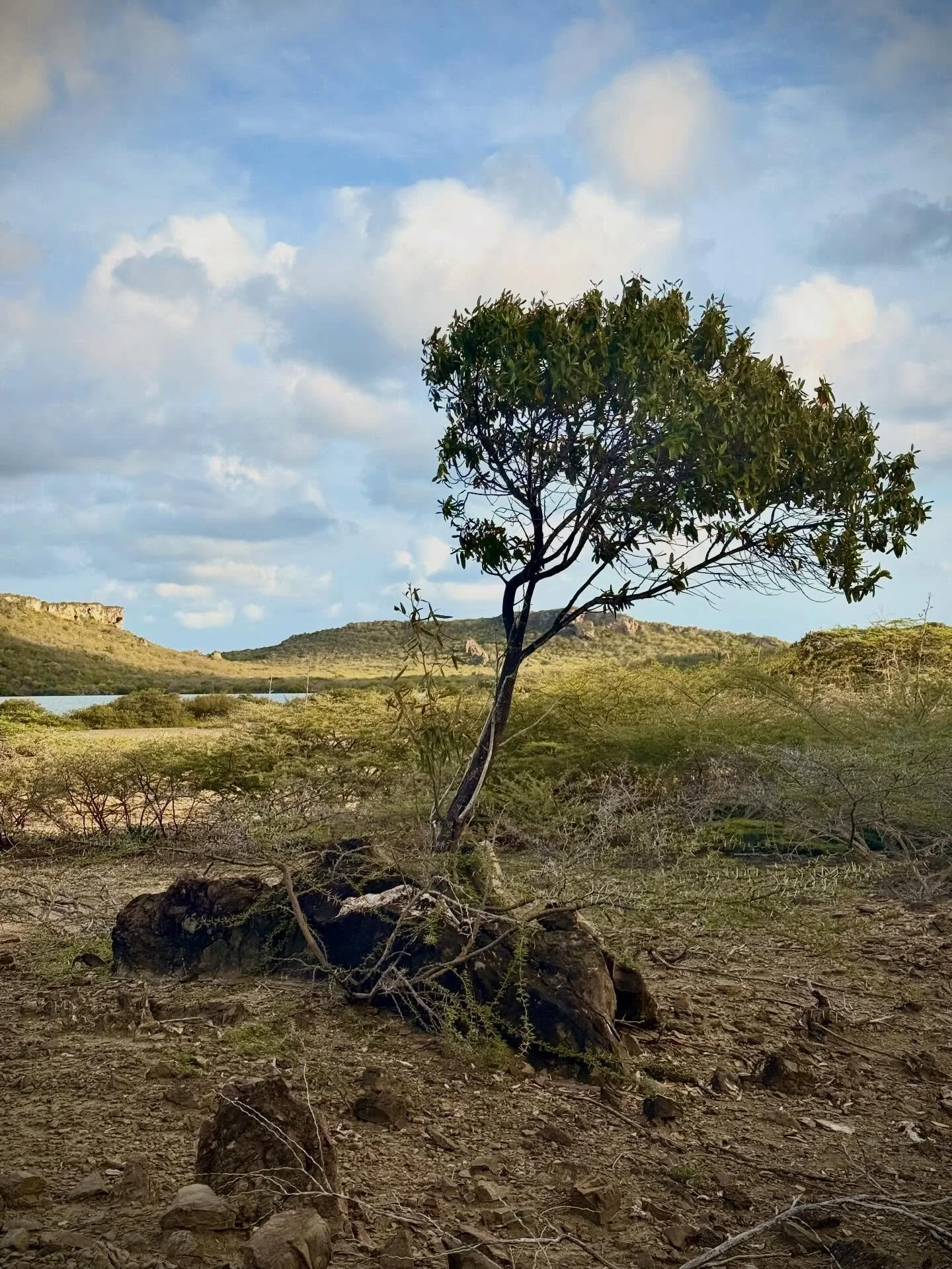 &ldquo;The tree that stands alone has no forest to call his home... but the sturdy rock has a heart of gold.&rdquo;

There is a unique kind of strength found in solitude. When we choose the path of intentionality, we often find ourselves standing out