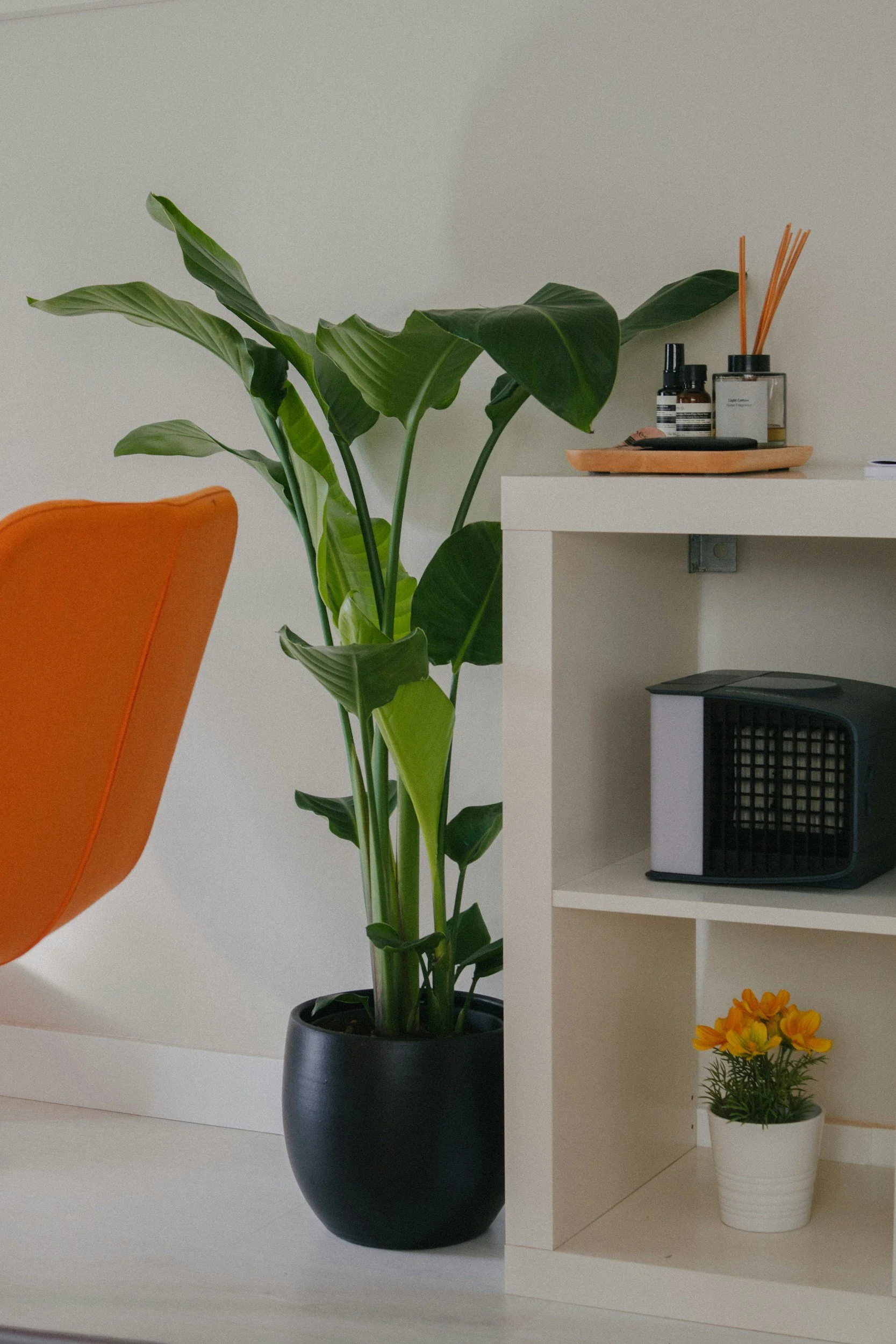 Large green plant in a black pot, white shelf with small bottles and a container with reed diffuser, and small yellow flowers in a white pot on a white table.