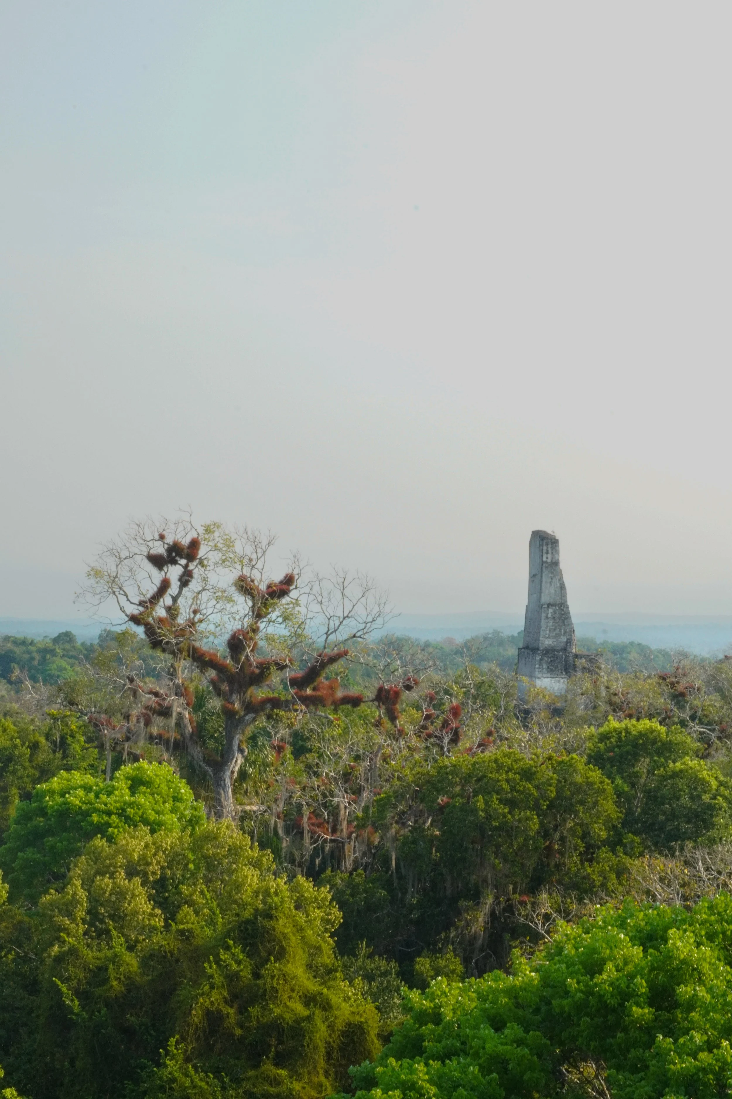Ceiba tree - known as the tree of life in Tikal, Guatemala
