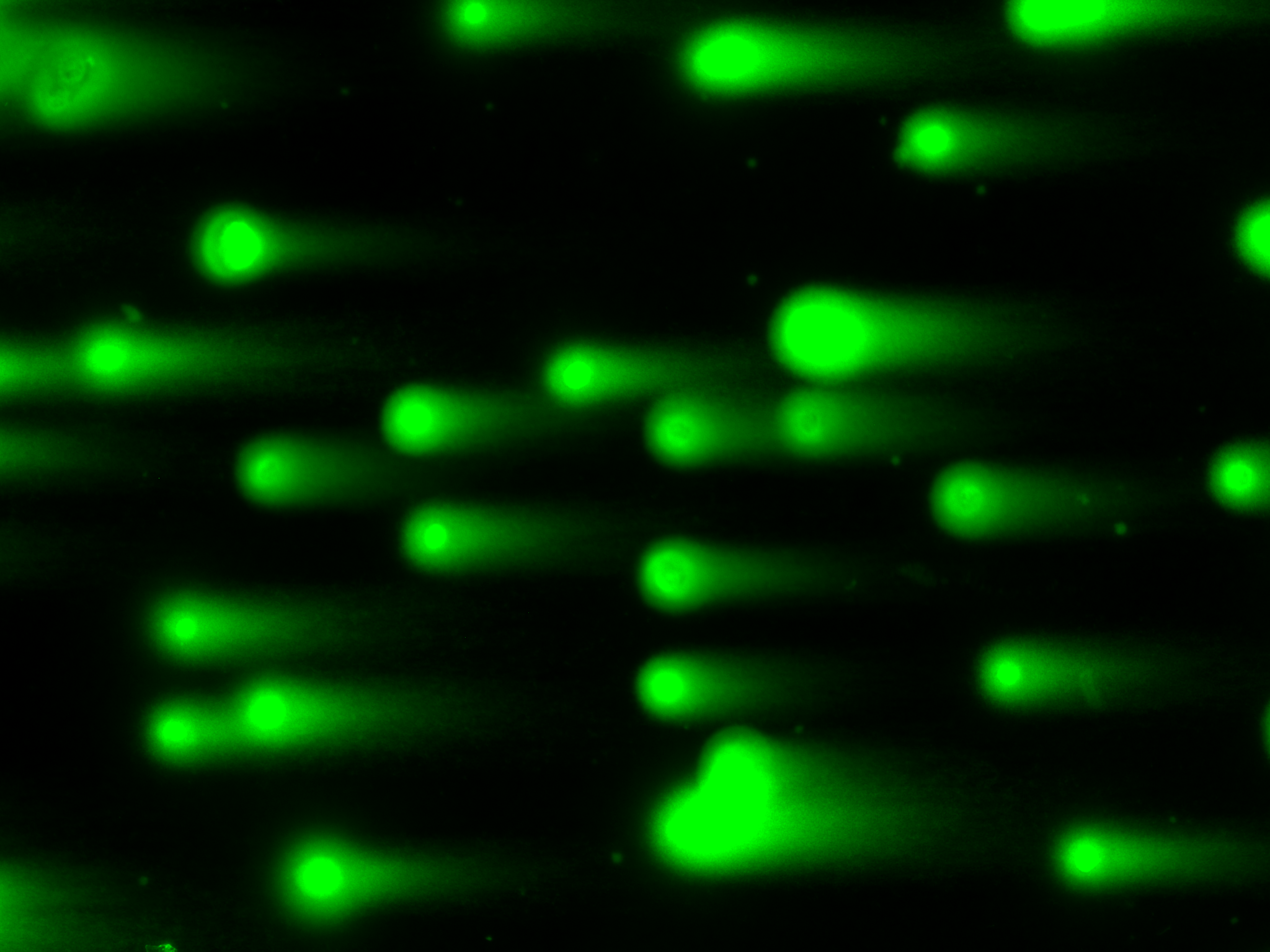 comet_0014_GFP.png