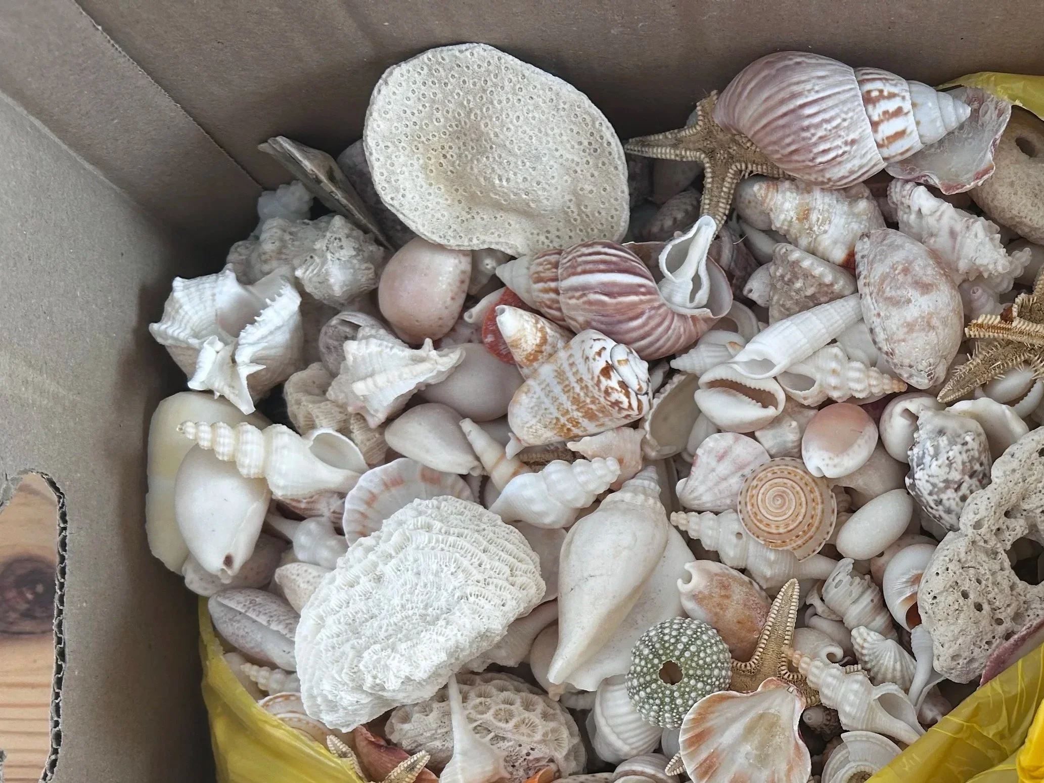 I Thought I Was Giving Something Back to the Ocean