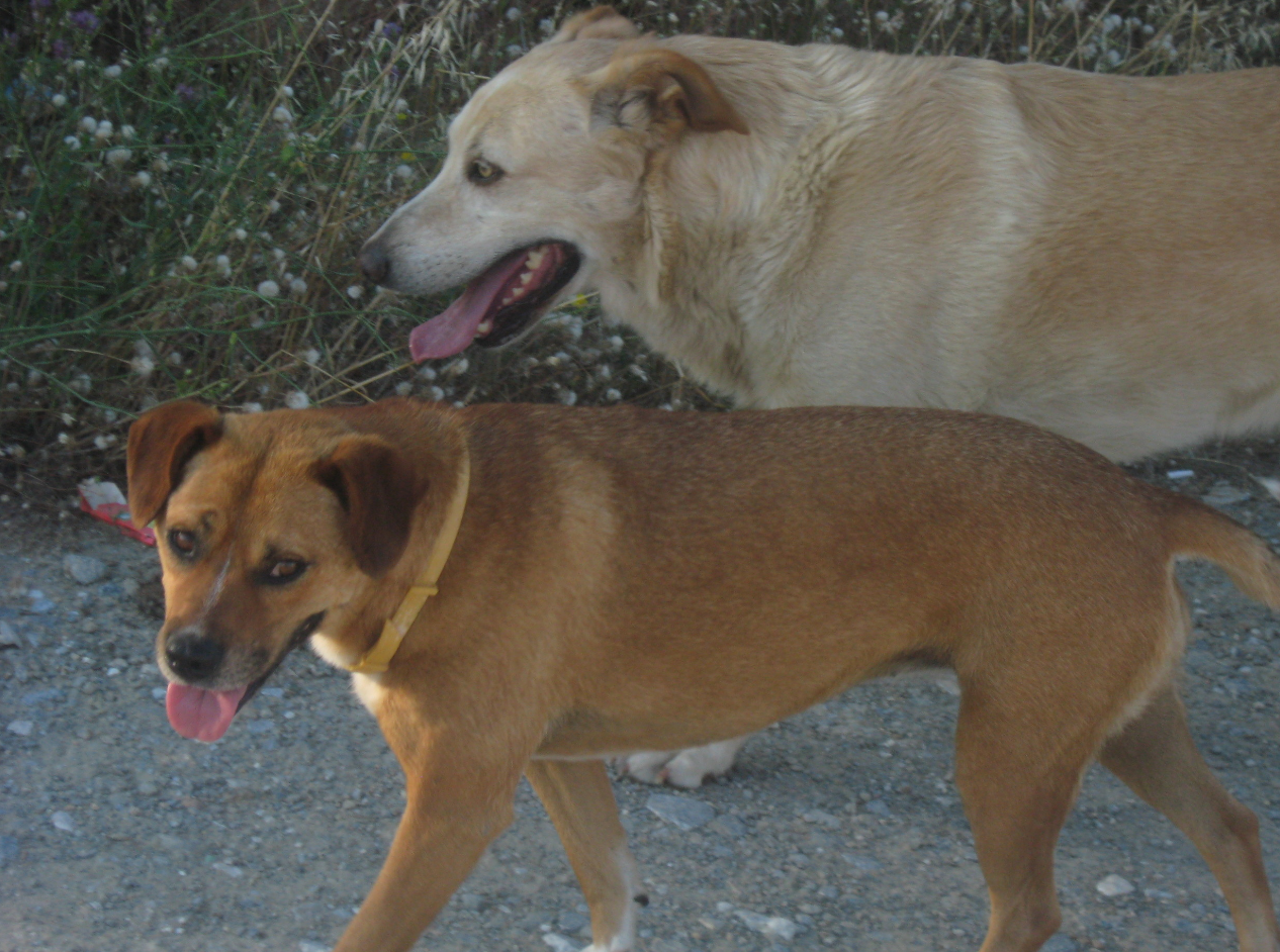 Dog Days