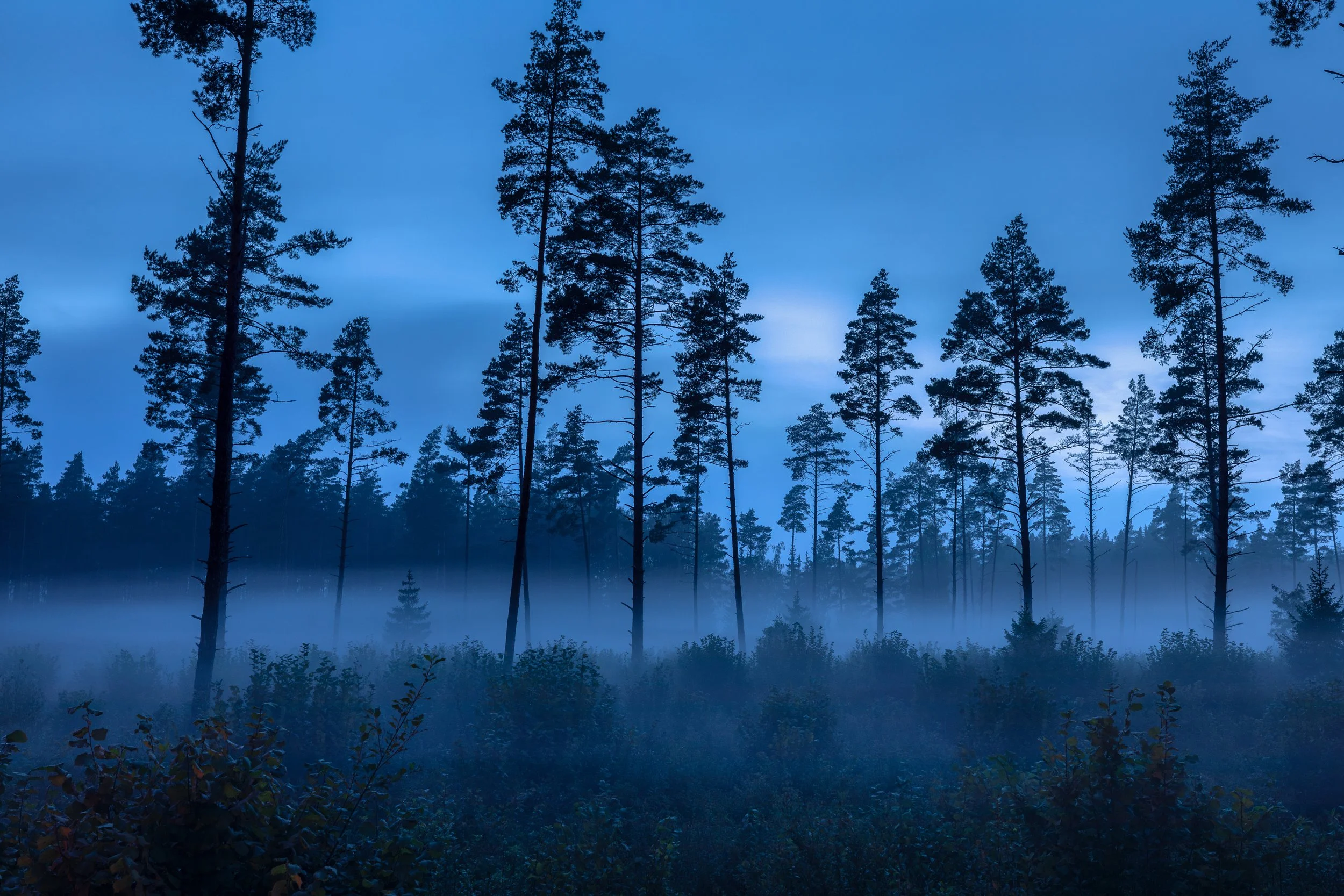 A forest scene at dusk with tall, thin trees and a layer of mist near the ground.
