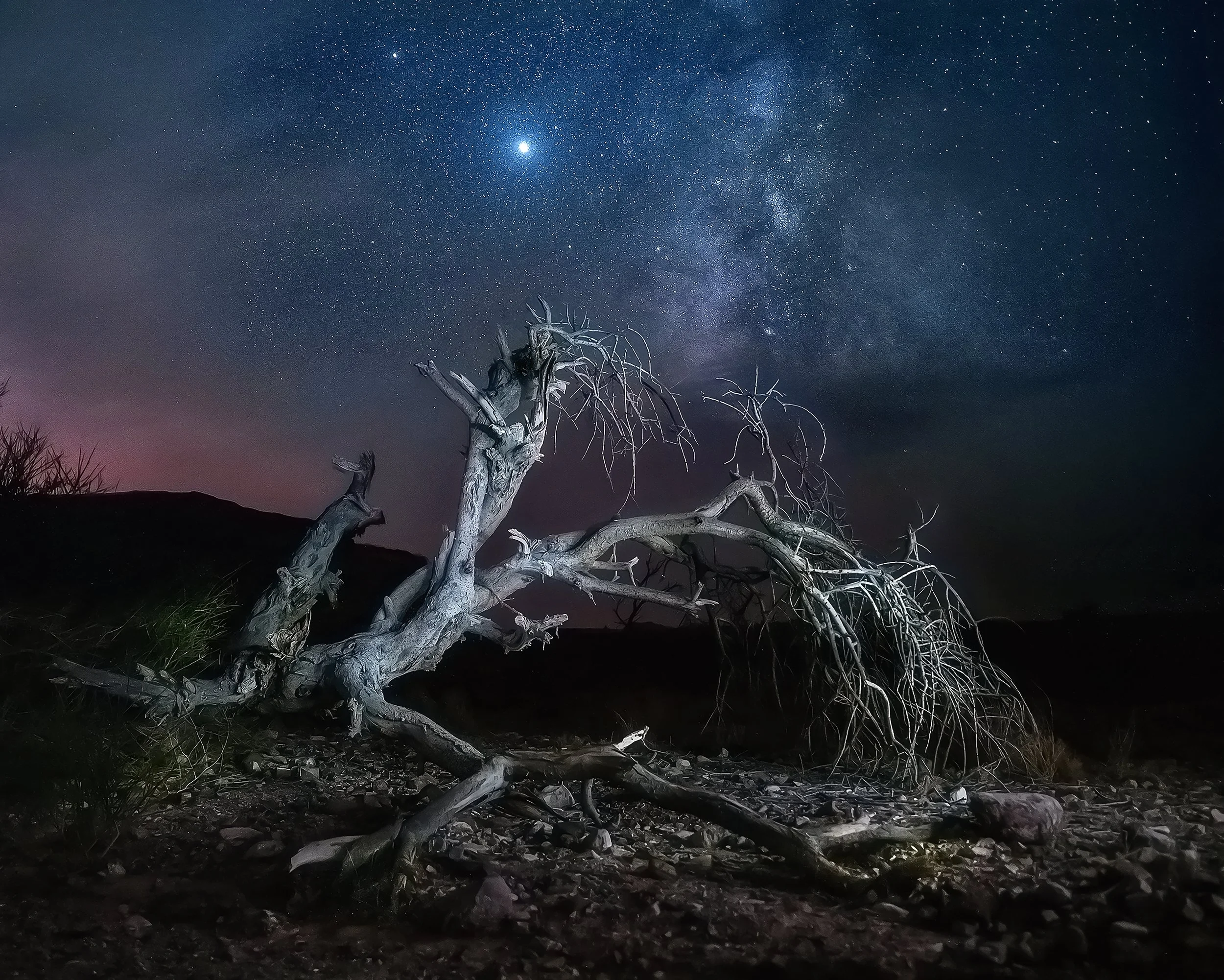 A fallen tree with bare branches lying on rocky ground under a starry night sky with the Milky Way galaxy visible.