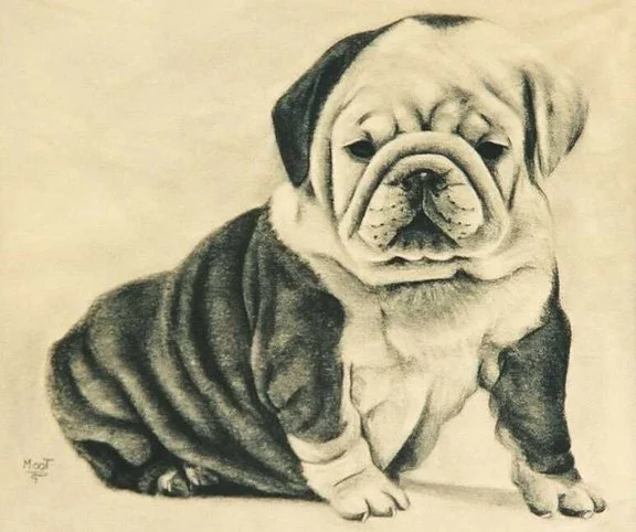 Rufus / Charcoal on Paper, 24"x18"