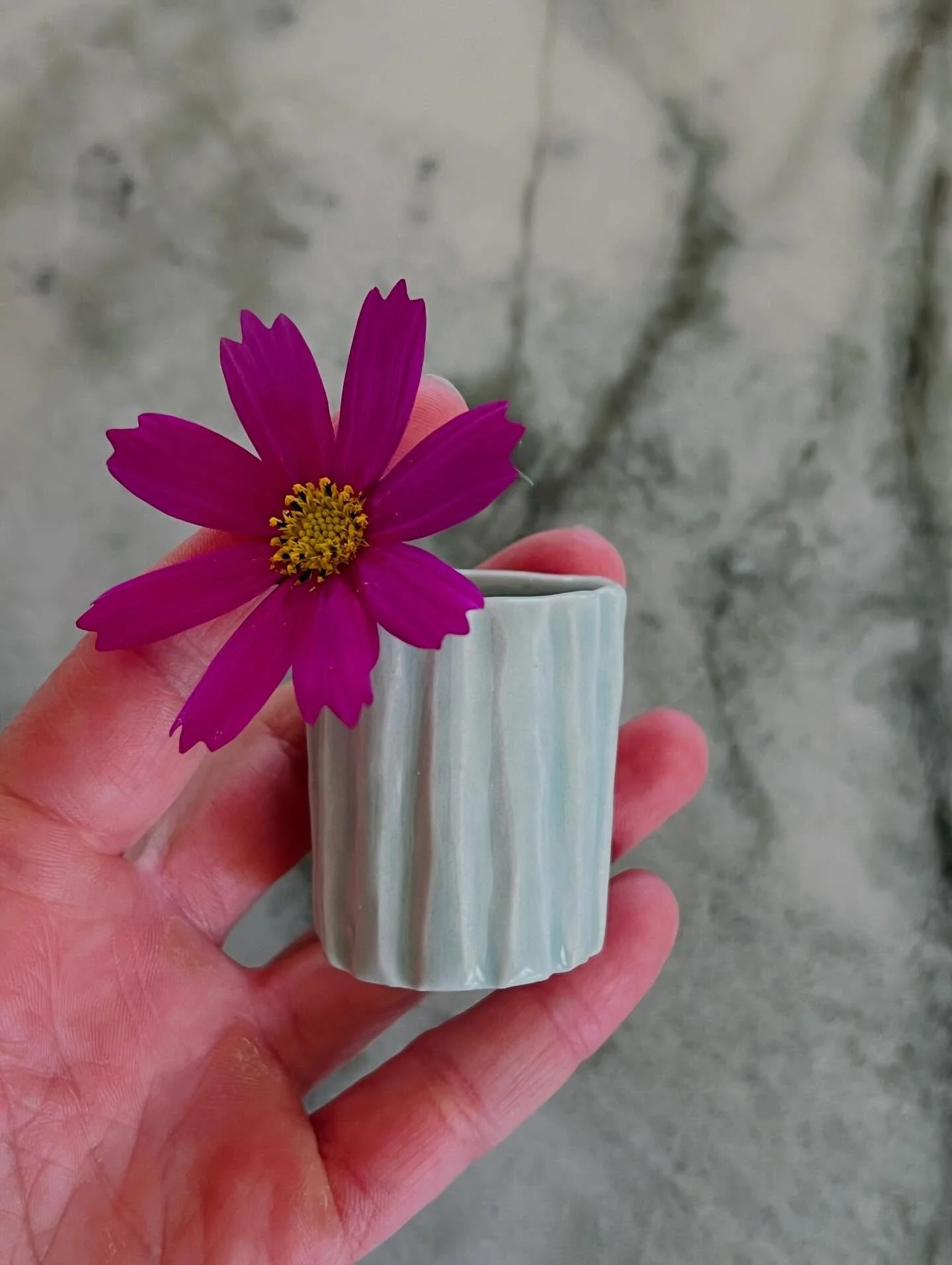 I seeded cosmos way too early but now I have a bloom to put in these mini magnet vases!! I&rsquo;ve been sitting on these little guys since the fall but spring is the perfect time to share them - I&rsquo;ll have them with me next weekend @oddbirdfair