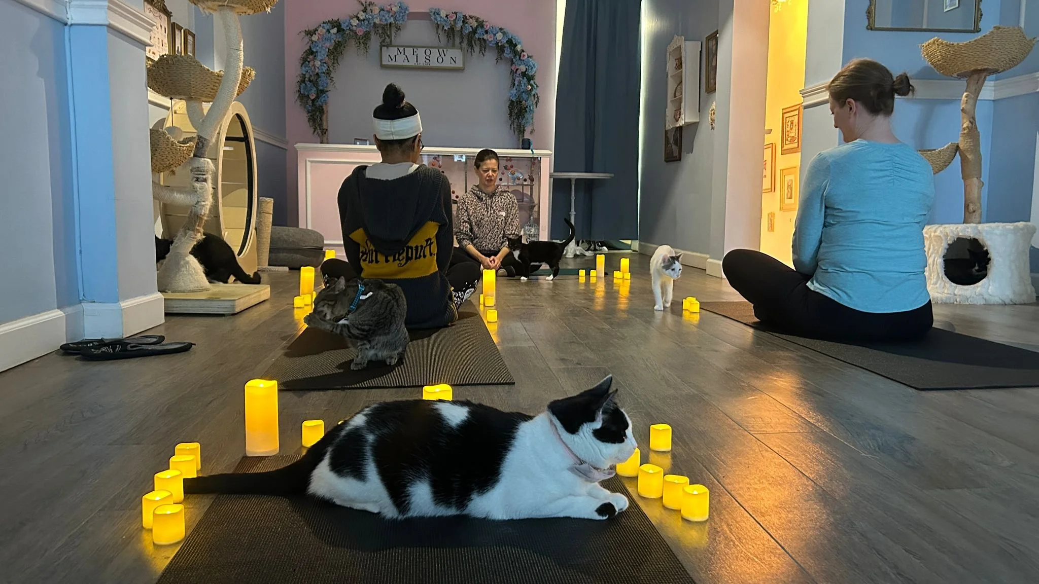 CANDLELIGHT YOGA WITH CATS 