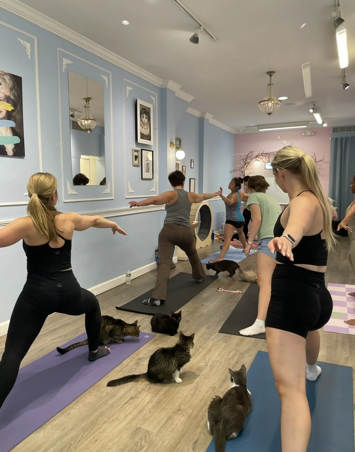 Cats on mats : yoga with cats 🧘‍♀️