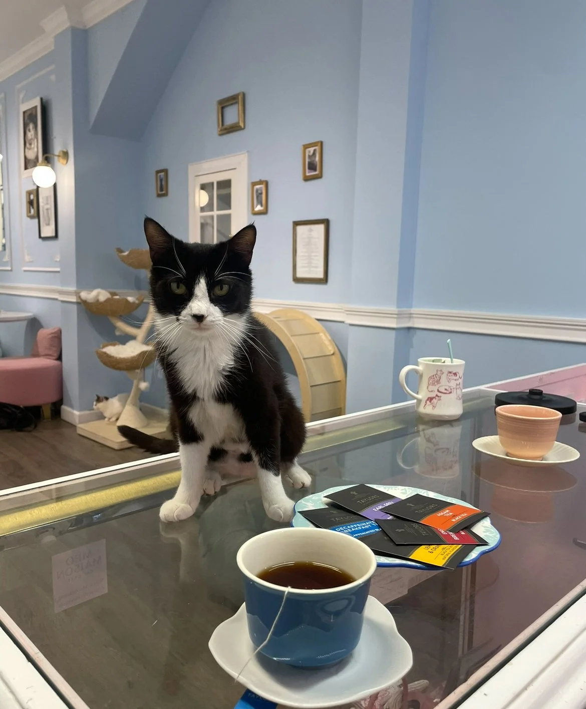 Puurfect tea party with cats with Meow Maison