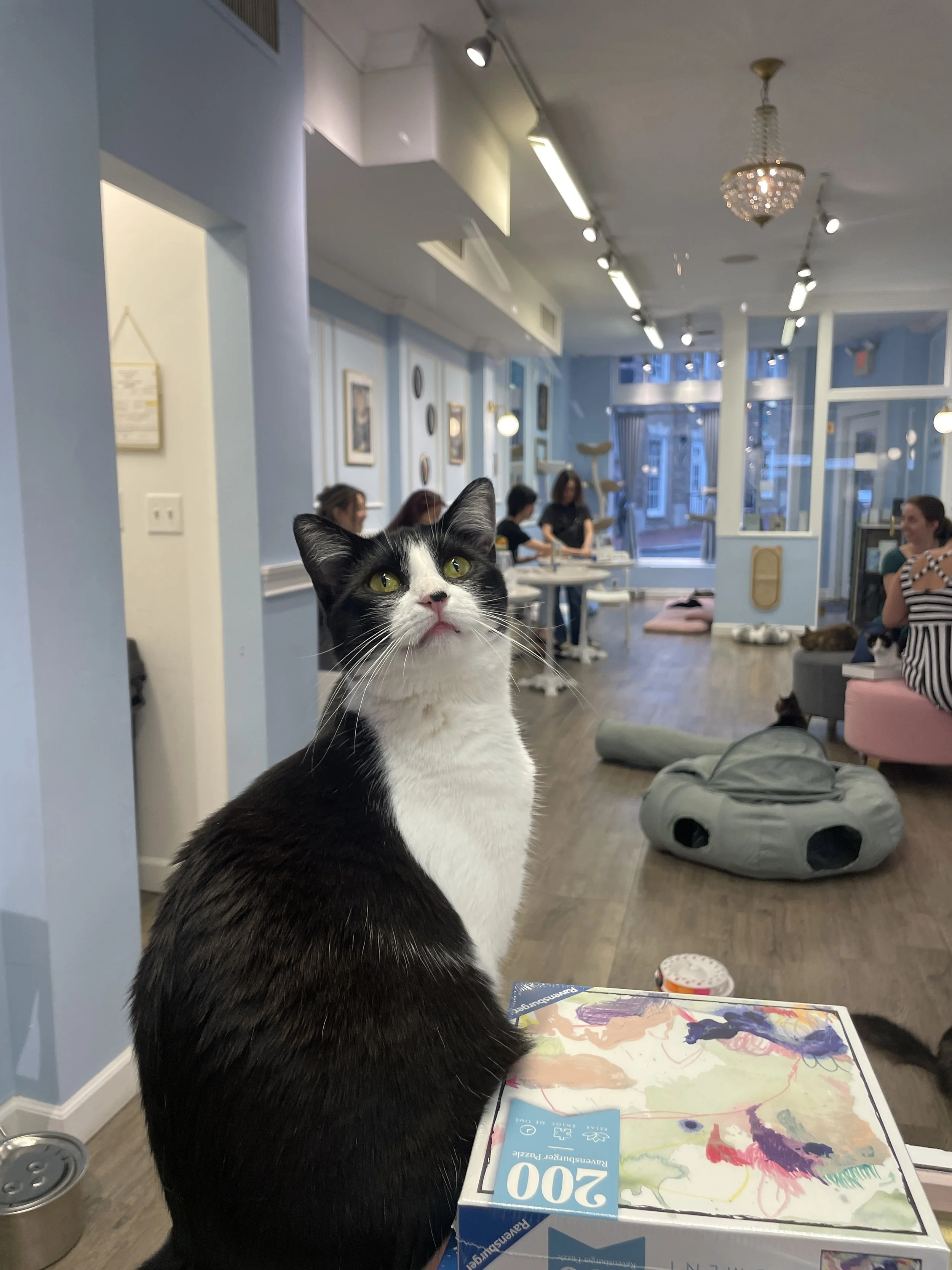 The Cat Café Charm Bar : make your own bag charm 🧵🐱 with Meow Maison