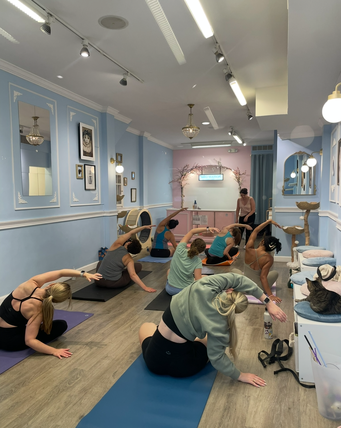 Cats on Mats: Yoga with Cats