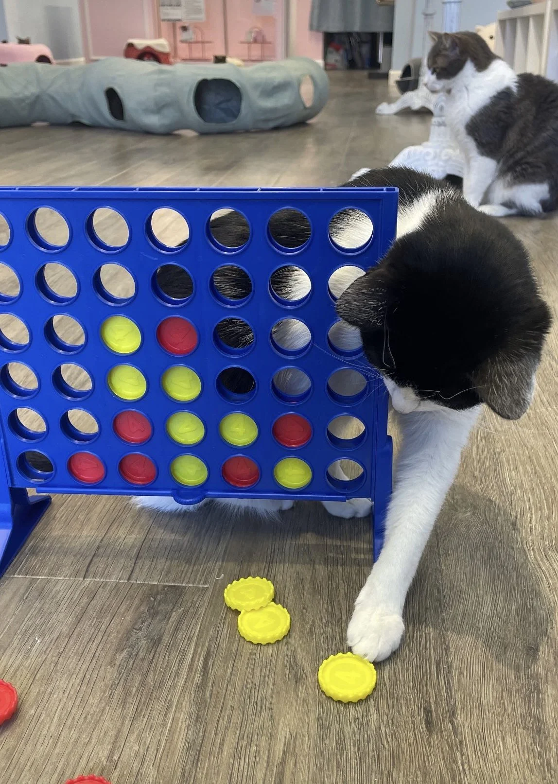 Puzzles with Cats