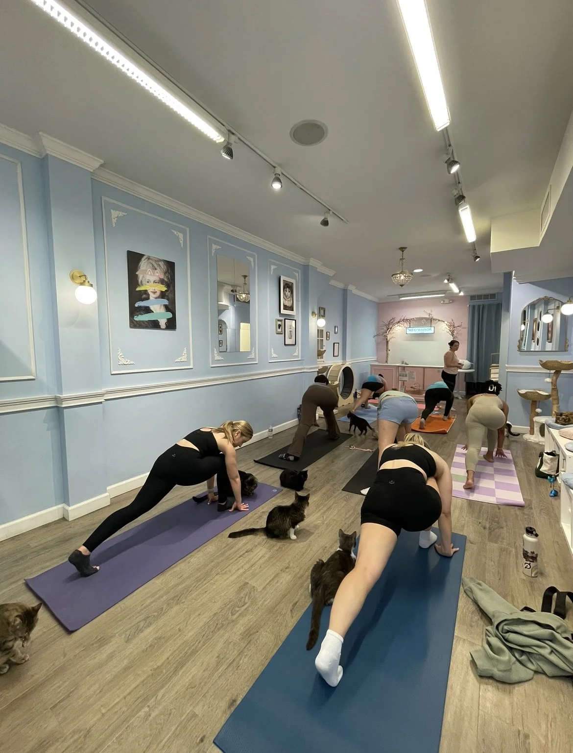 Yoga with Cats