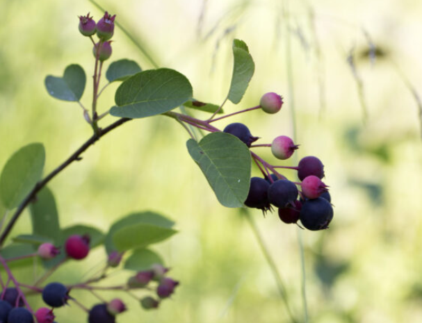 HCSWCD’s Native Plant Sale Choose From 16 Native Trees &amp; Shrubs