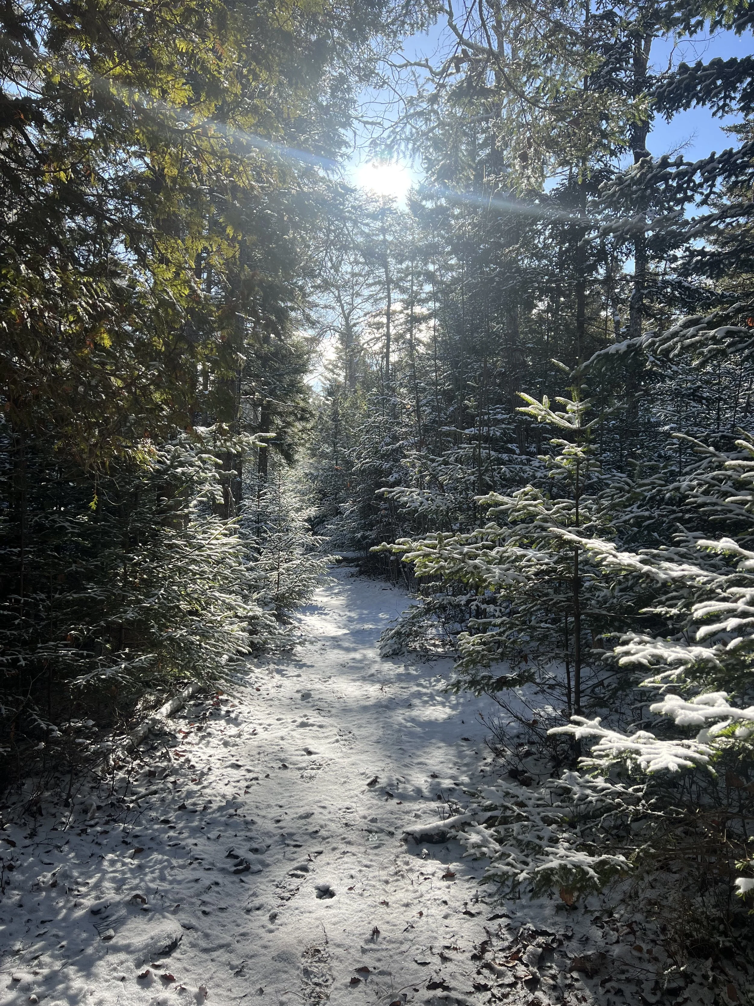 Forest Health Workshop &amp; Field Walk
