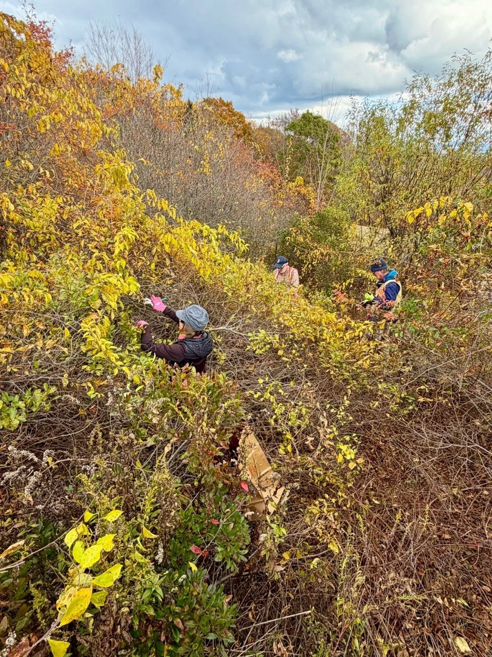 Invasive Plant Educational Workshop Coming to Castine