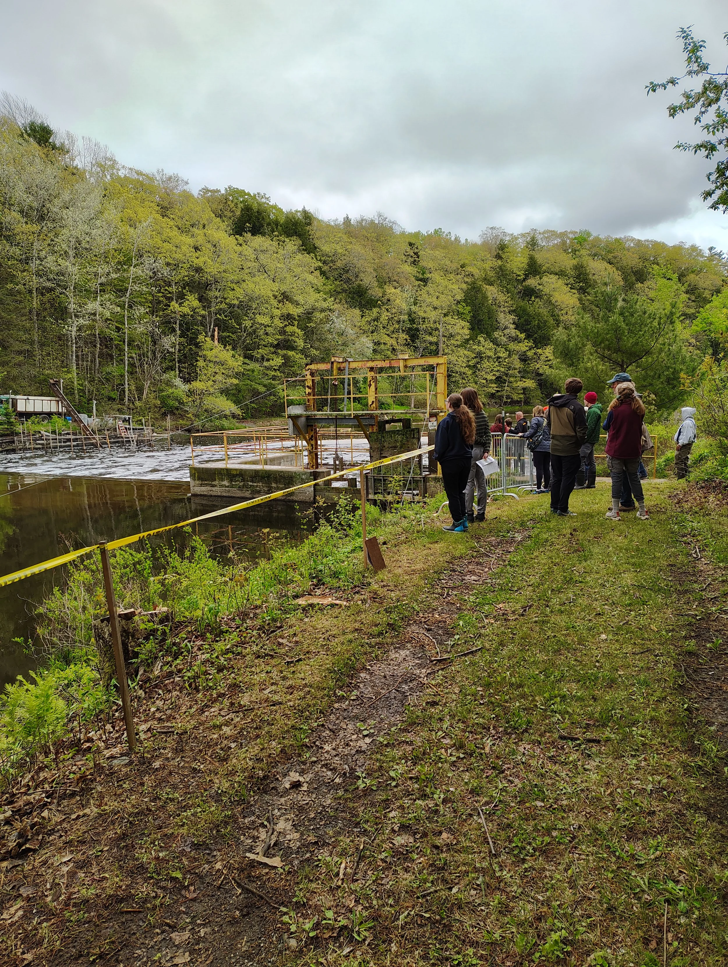 Join Us for the Narramissic*-Orland River Watershed Migratory Fish Celebration
