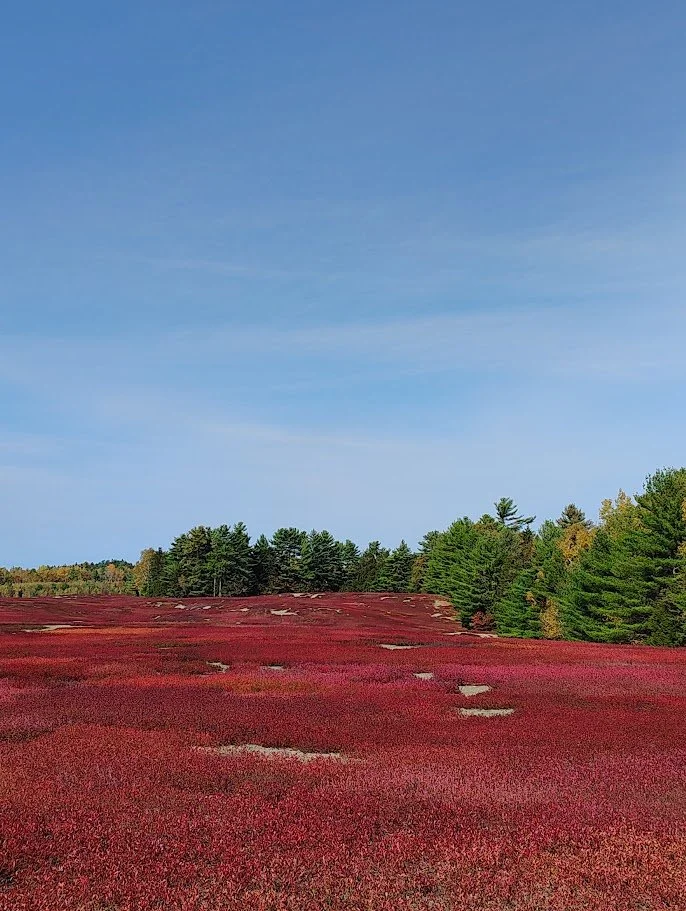 Join Us for the 2026 Wild Blueberry Resilience Summit!